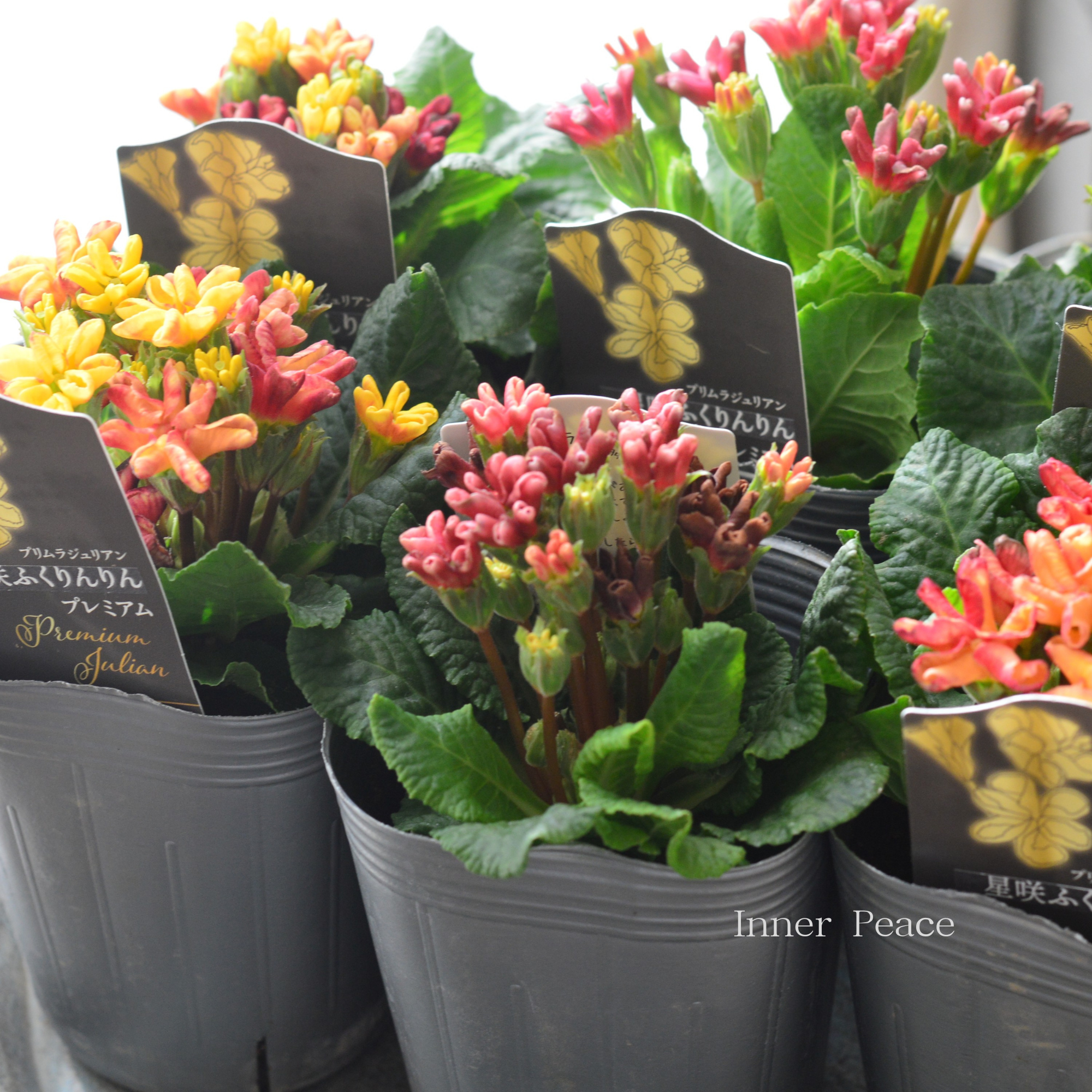 【個性的】 プリムラ 『星咲き・ふくりんりんプレミアム』 3寸ロングPOT