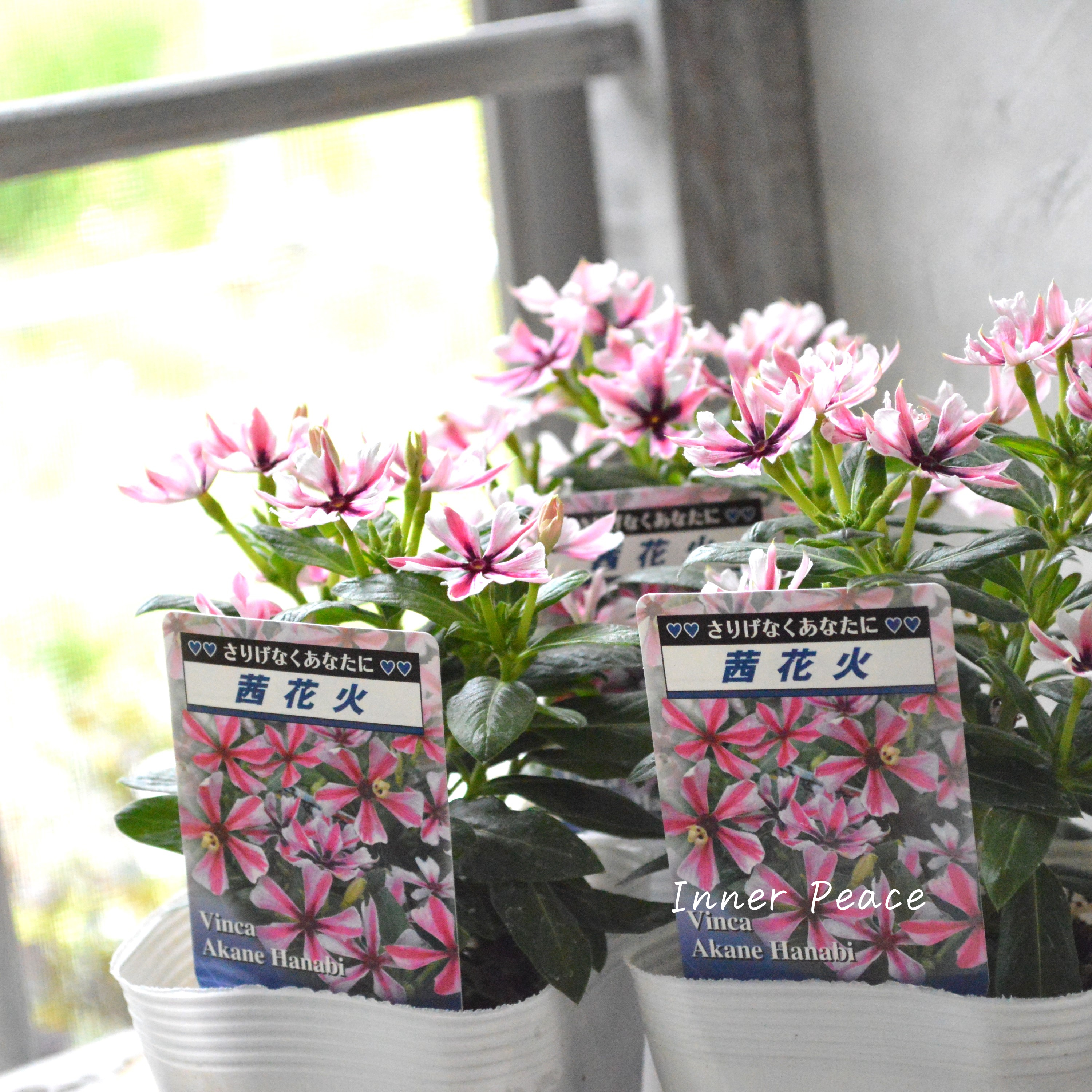 【北島園芸さん】 ニチニチソウ 『茜花火』 3.5寸POT