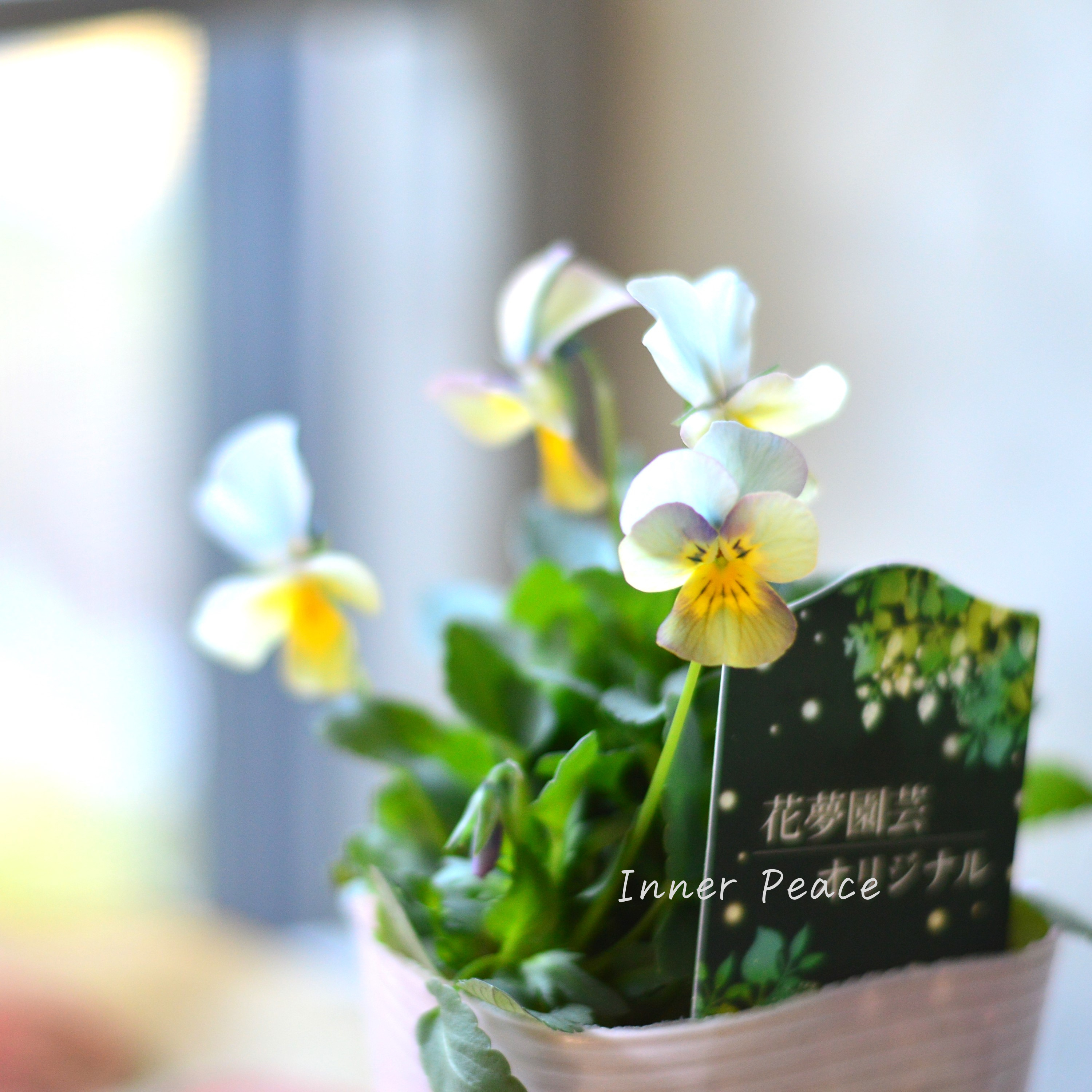 【花夢園芸さん】 ビオラ 『ブルー系』 3寸ロングPOT