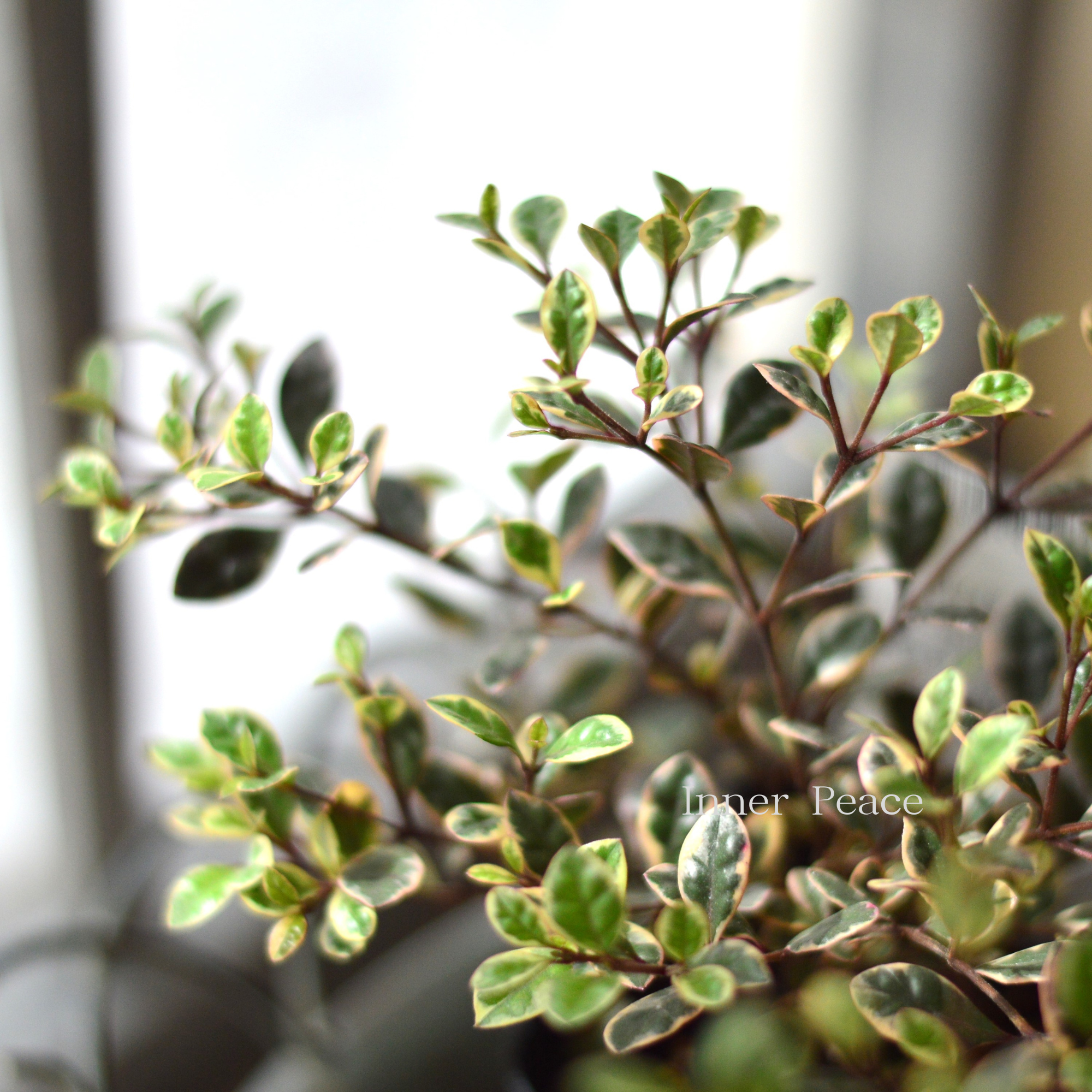 【寄せ植えに】 ロフォミルタス 『マジックドラゴン』 3寸POT