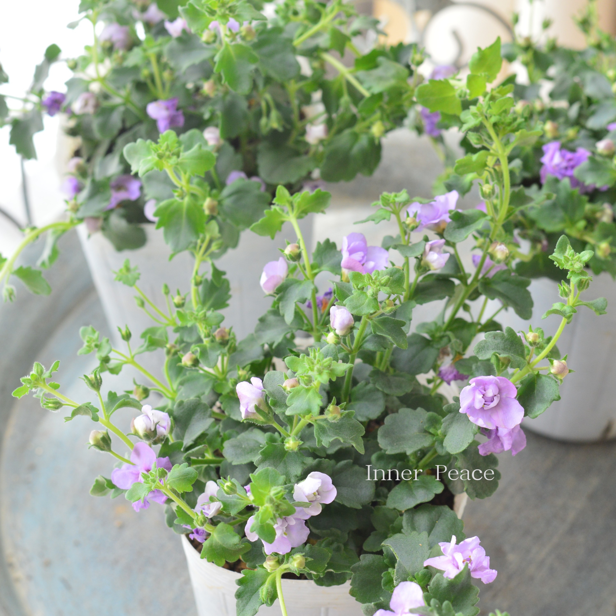 【2本植え】 バコパ 『スコピア ダブル・ラベンダー』 3寸ロングPOT