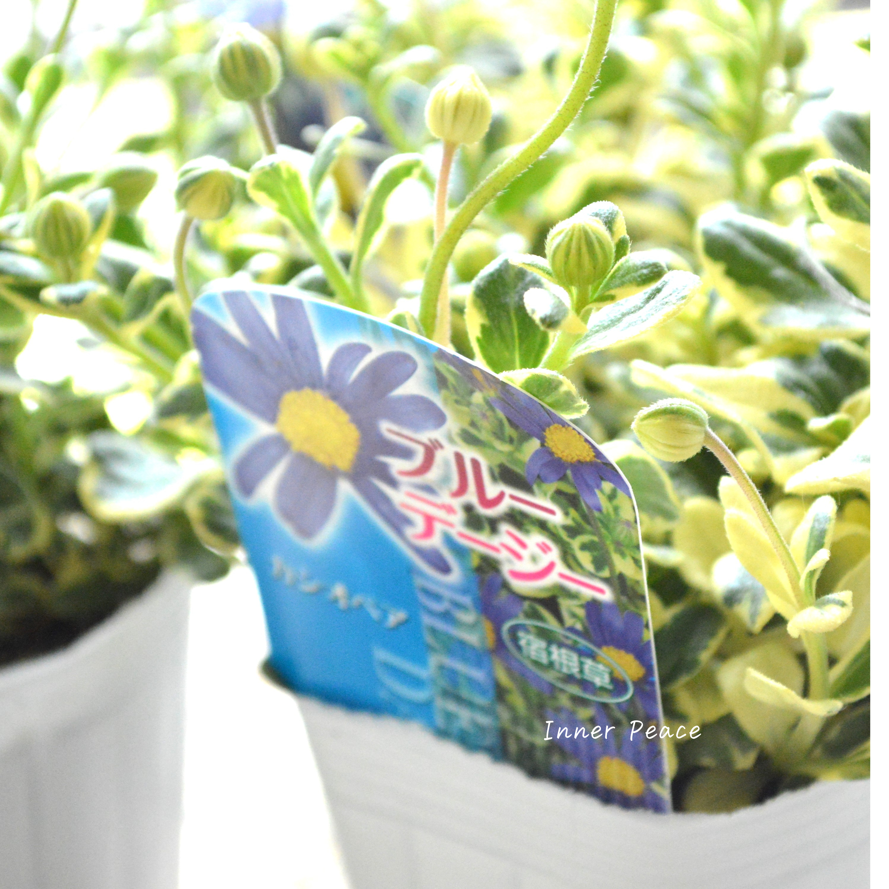 【斑入り】 ブルーデージー 『カシオペア』 3号POT