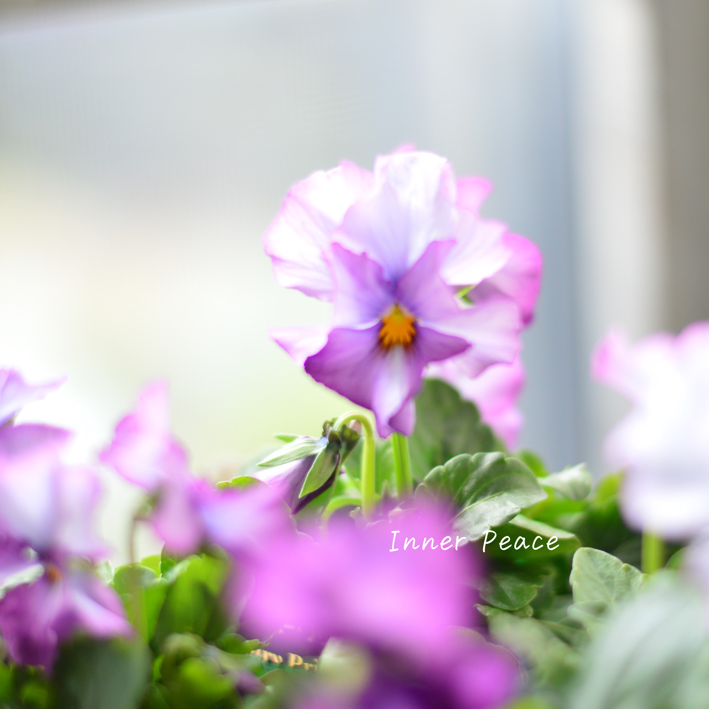 【人気】 ビオラ 『横浜セレクション・マイファニープリンセス』 3寸POT