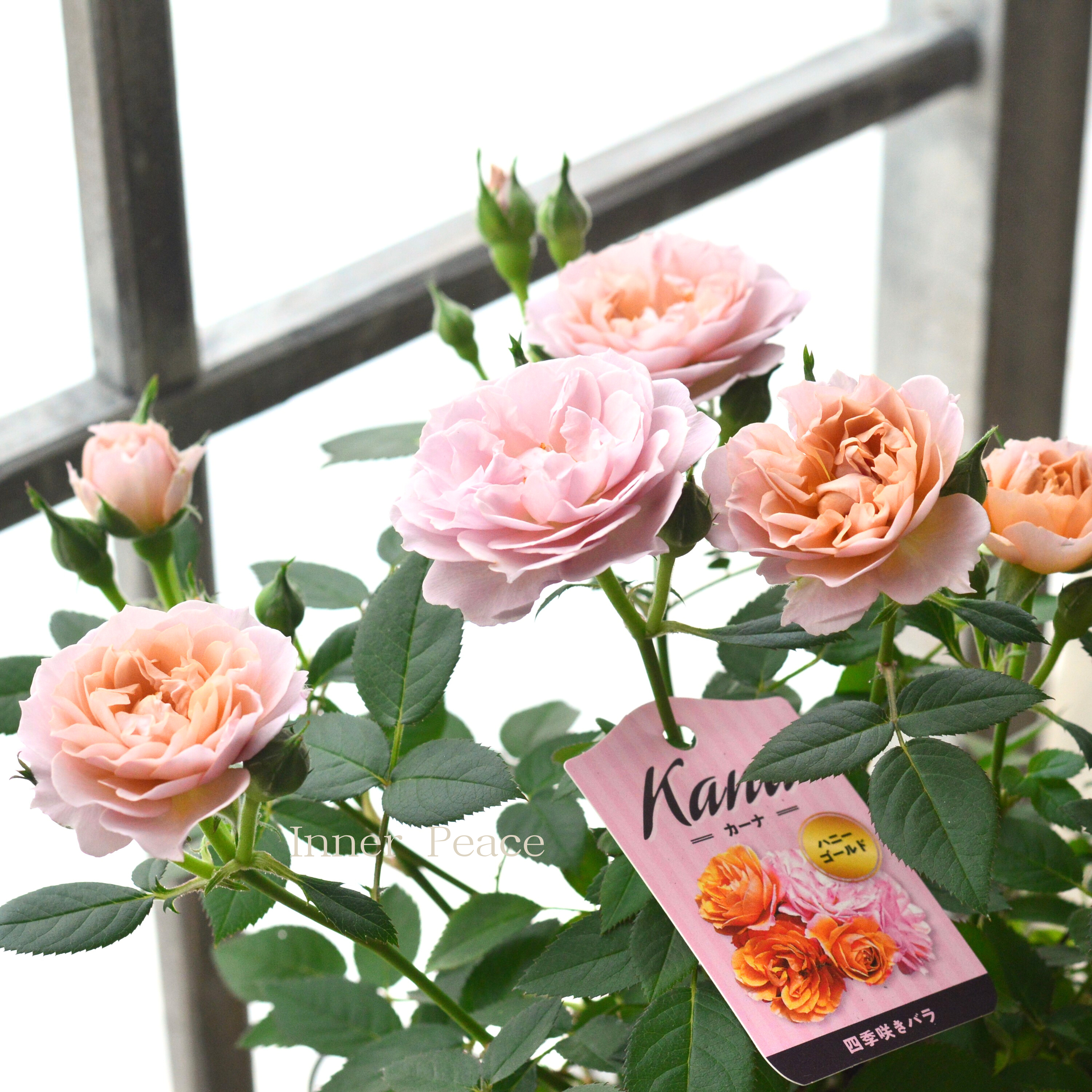 【美しい】ミニ薔薇 『カーナハニーゴールド』 5寸プラ鉢