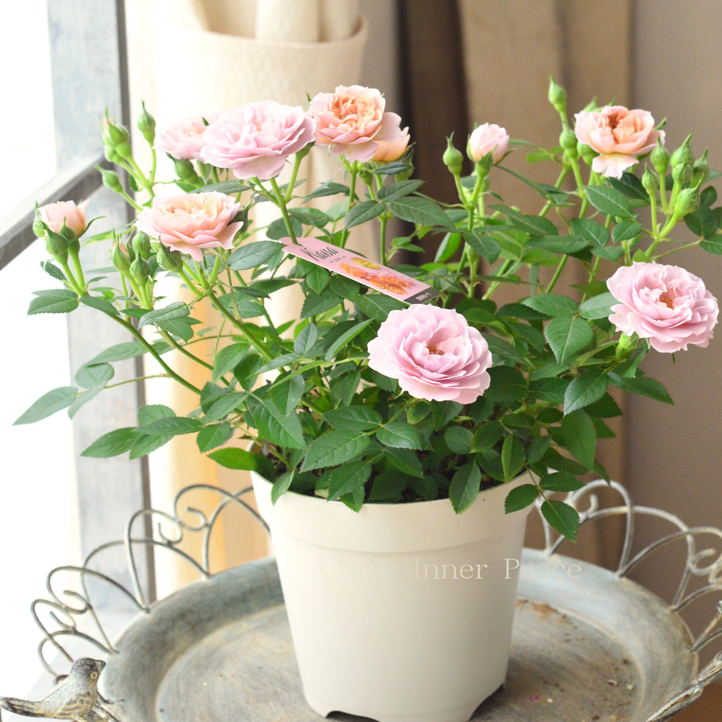 【美しい】ミニ薔薇 『カーナハニーゴールド』 5寸プラ鉢