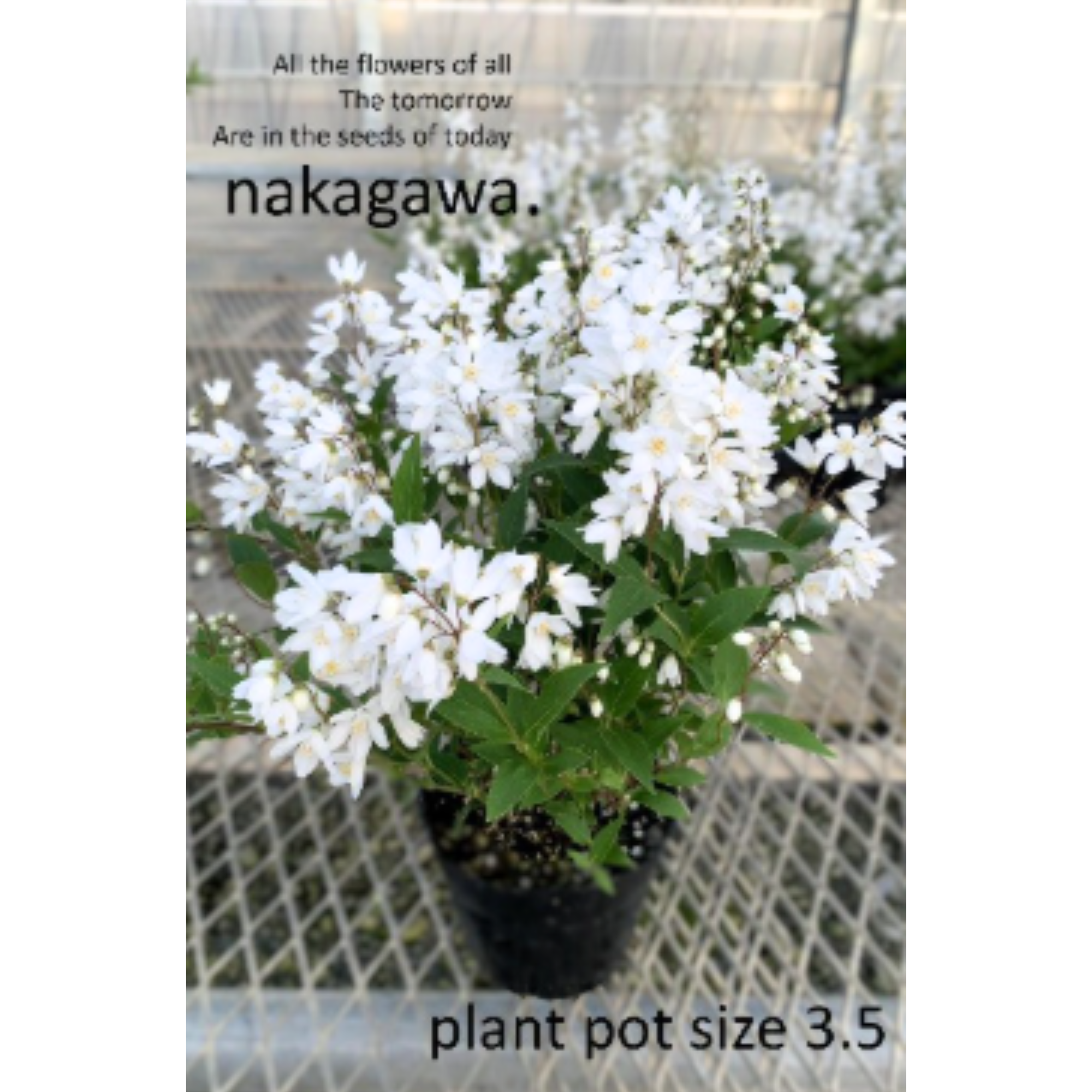 ヒメウツギ(ウノハナ) 3.5寸POT