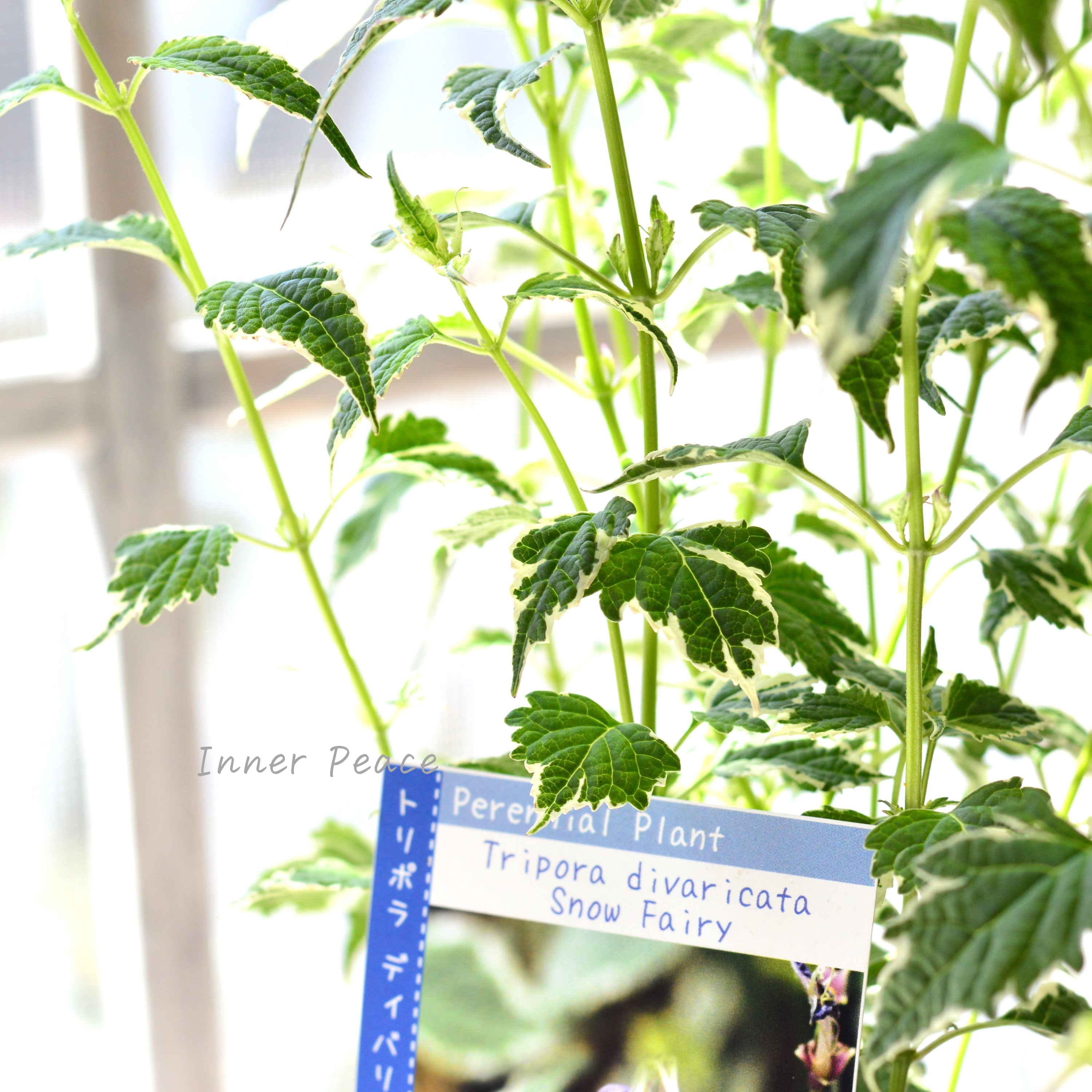 【斑入り】 カリオプテリス 『スノーフェアリー』(カリガネソウ) 3.5寸POT