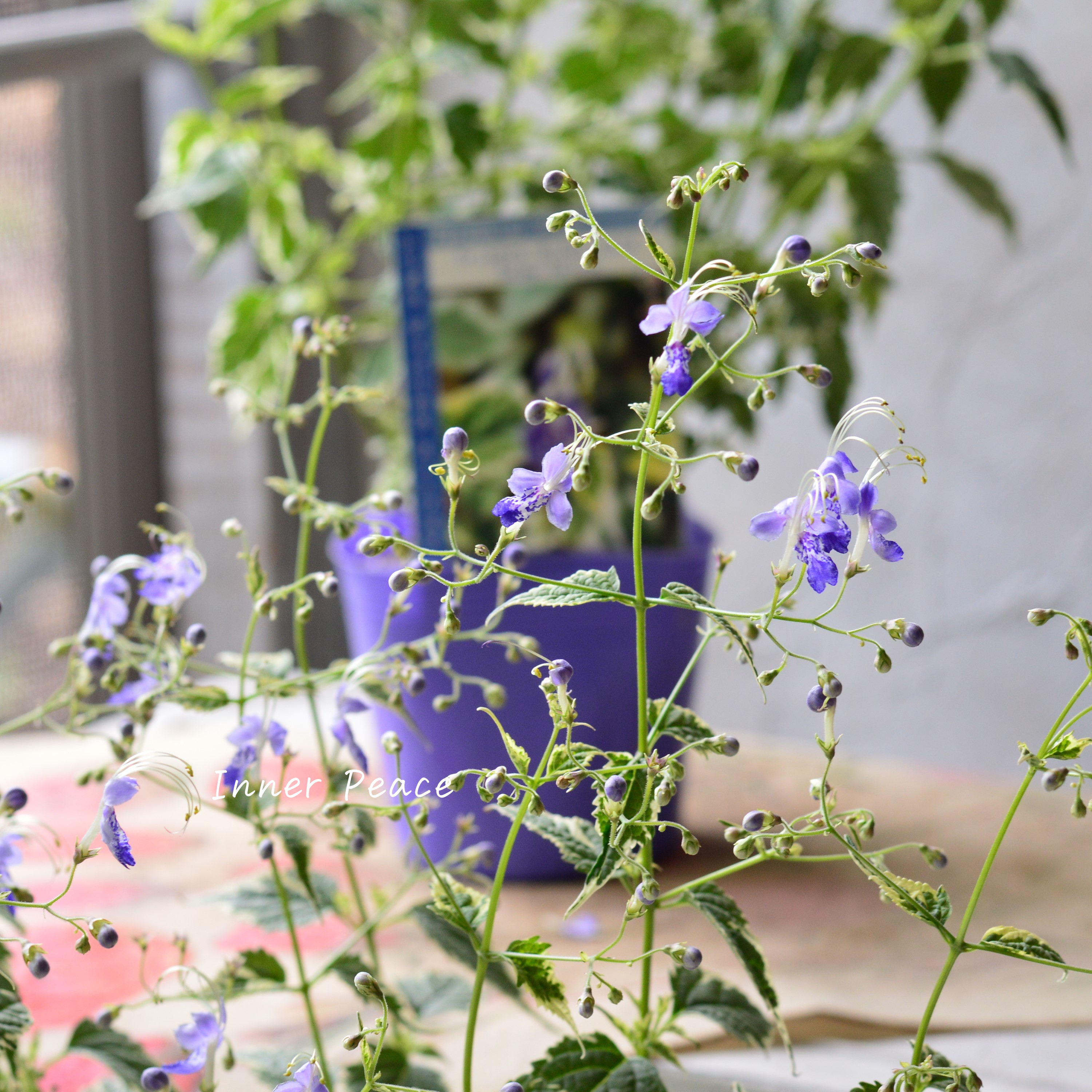 【斑入り】 カリオプテリス 『スノーフェアリー』(カリガネソウ) 3.5寸POT