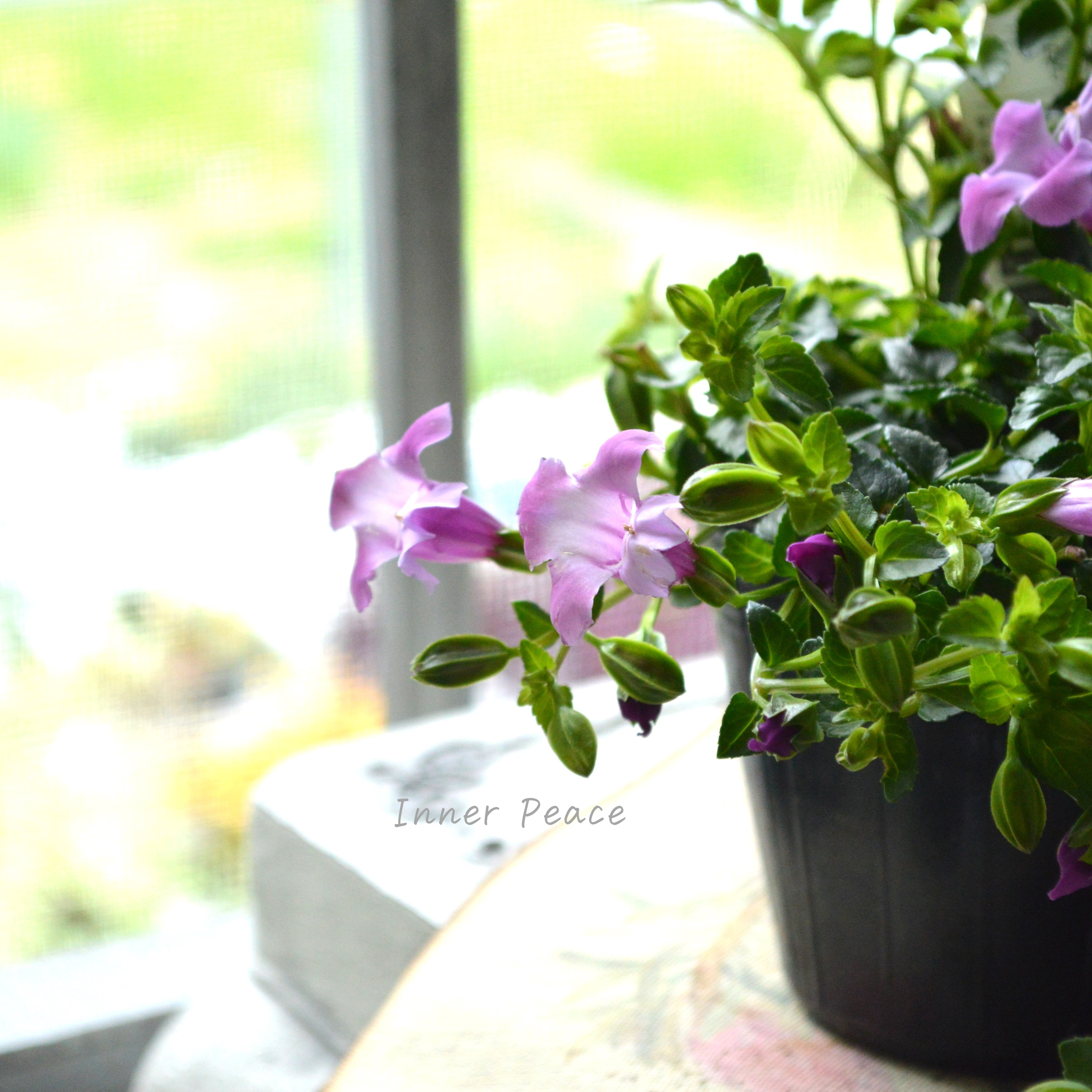 【PW】 スーパートレニア カタリーナ 『ピンクリバー』 3寸POT