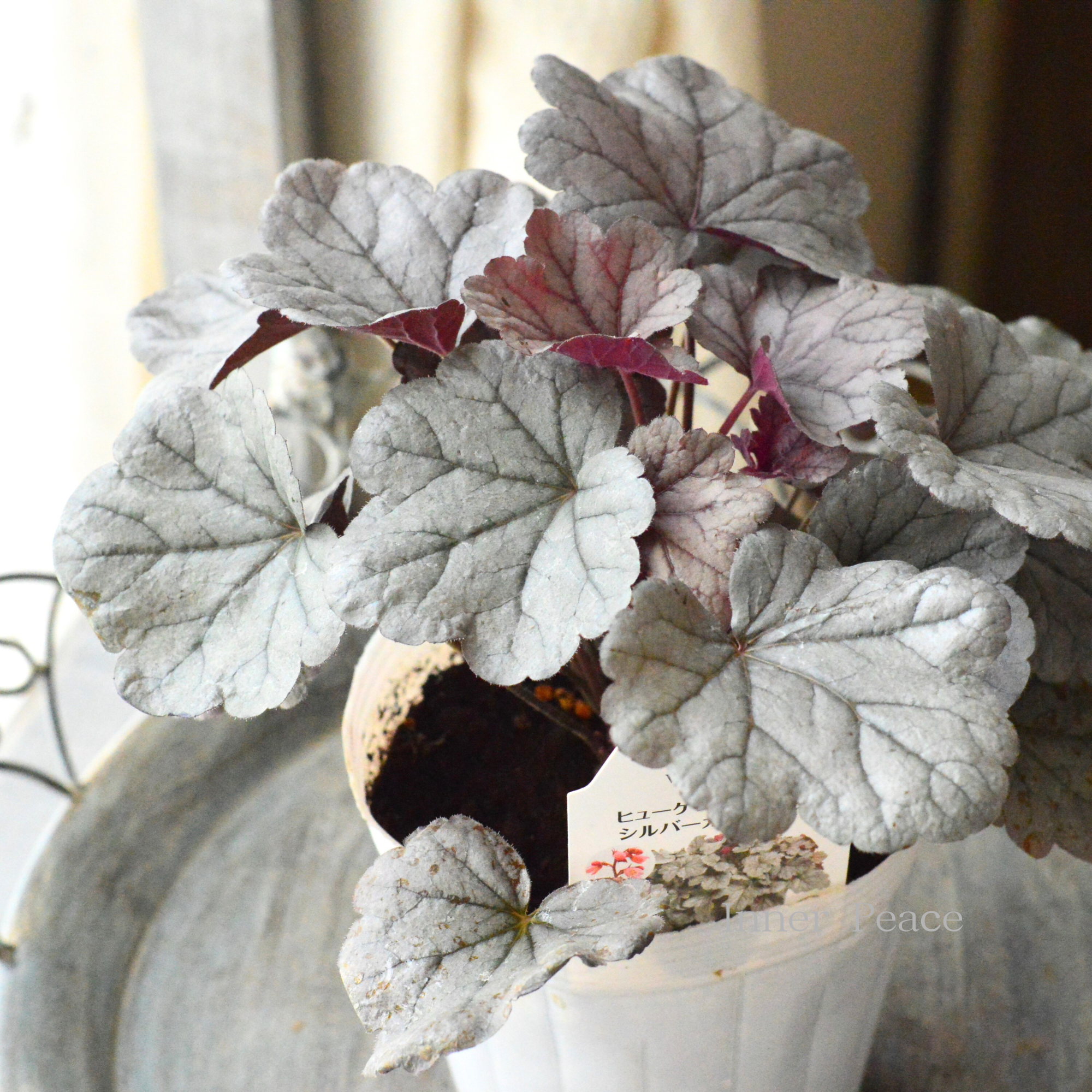 【PW】 ヒューケラ ドルチェ 『シルバーガムドロップ』 4寸ロングPOT