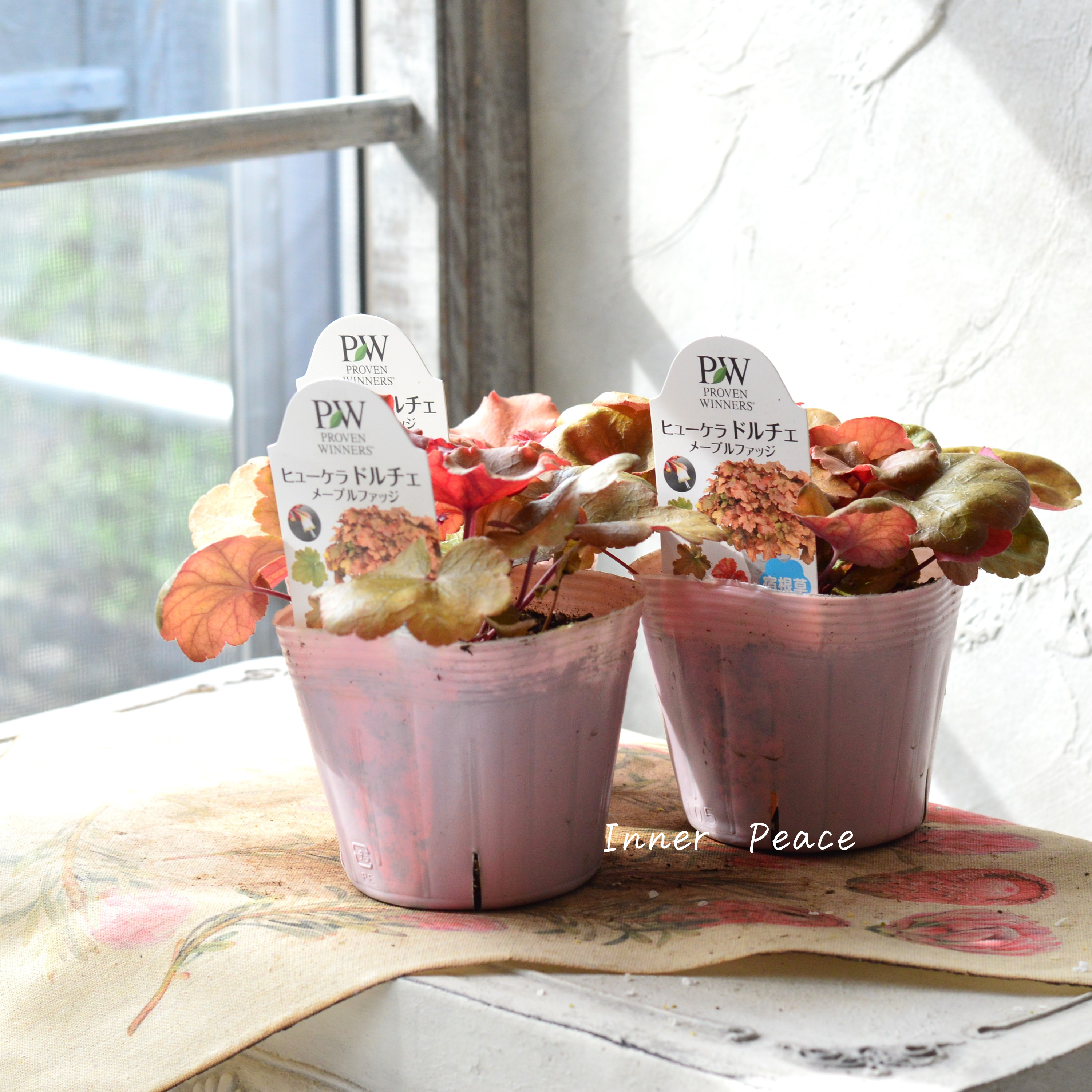 【PW】 ヒューケラ ドルチェ 『メープルファッジ』 3.5寸POT