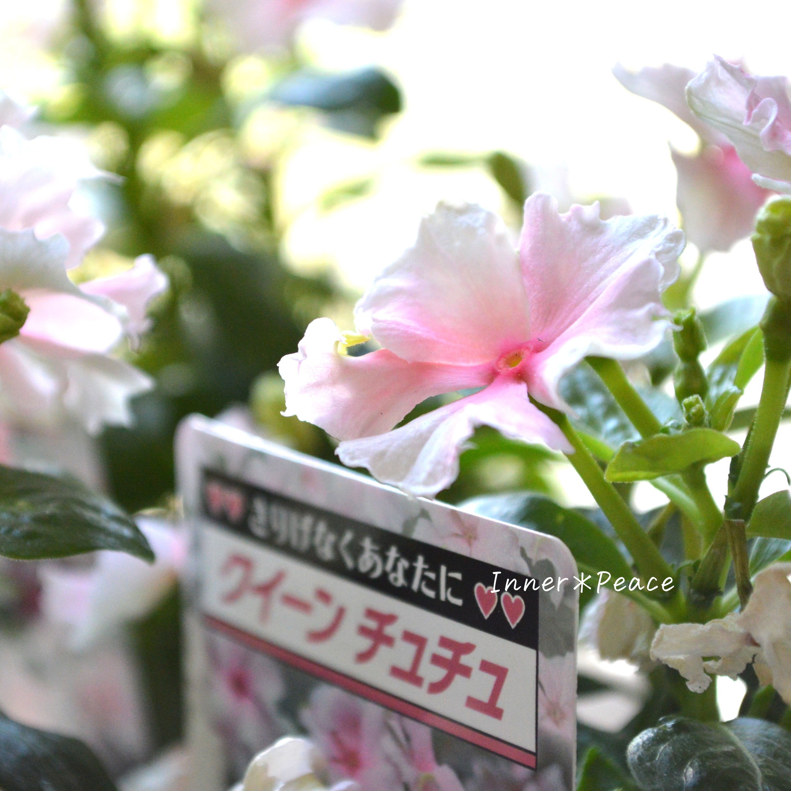 【北島園芸さん】 ニチニチソウ 『クイーンチュチュ』 3.5寸POT