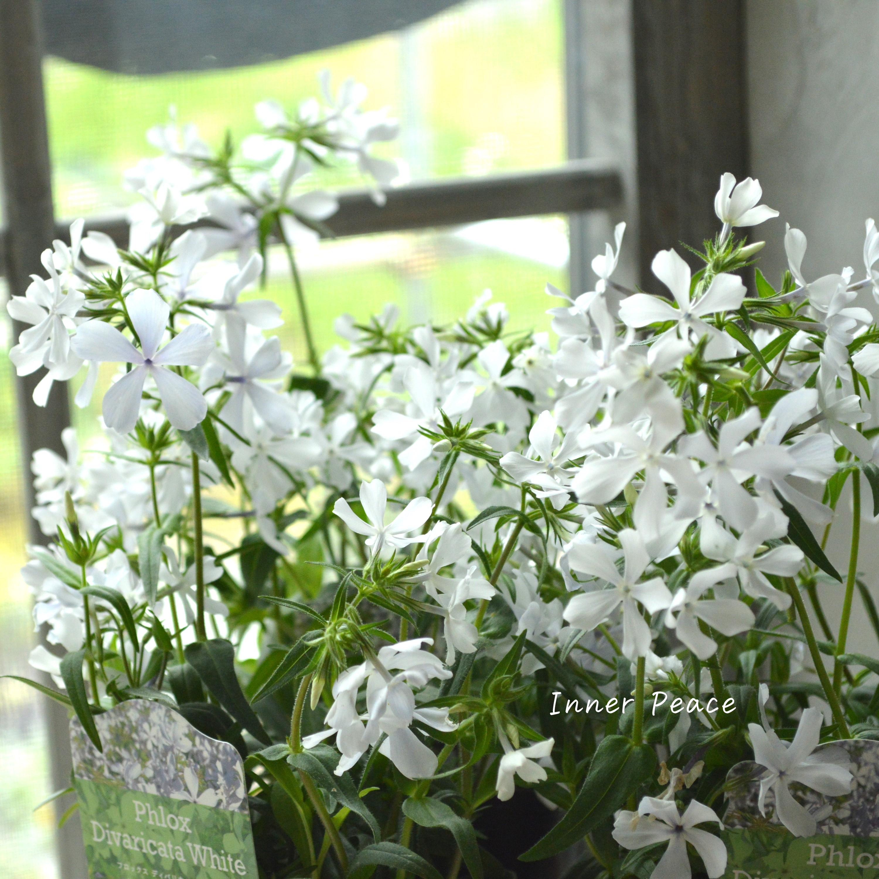 【宿根草】 フロックス 『ディバリガータ・ホワイトパフューム』 3寸POT