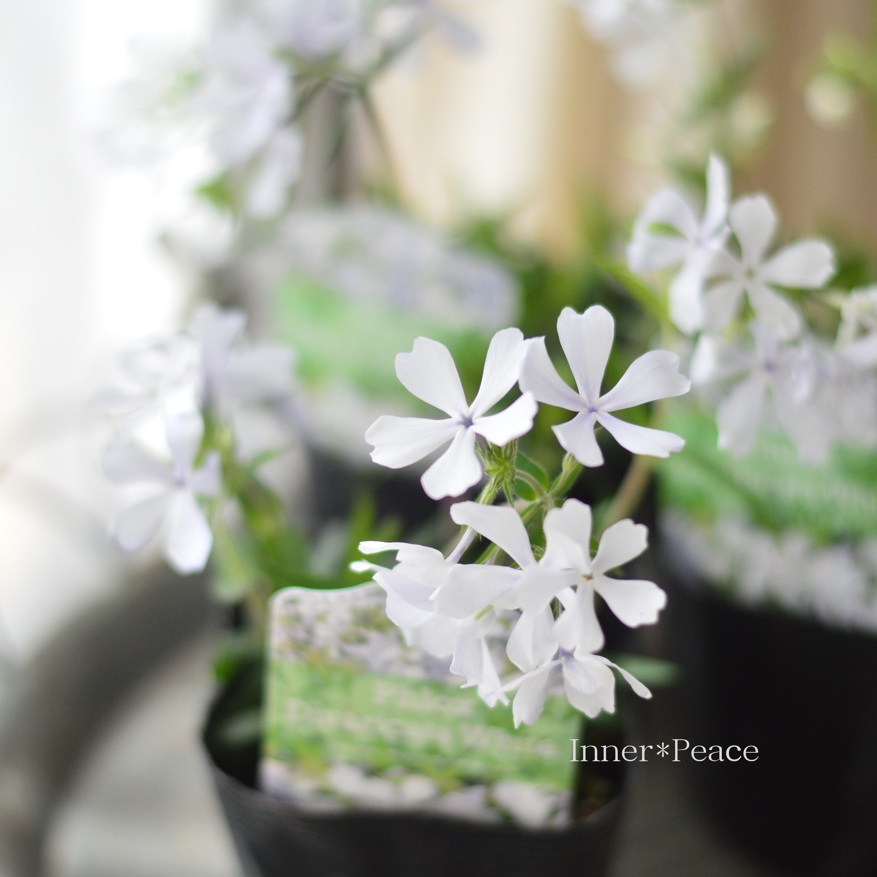 【宿根草】 フロックス 『ディバリガータ・ホワイトパフューム』 3寸POT