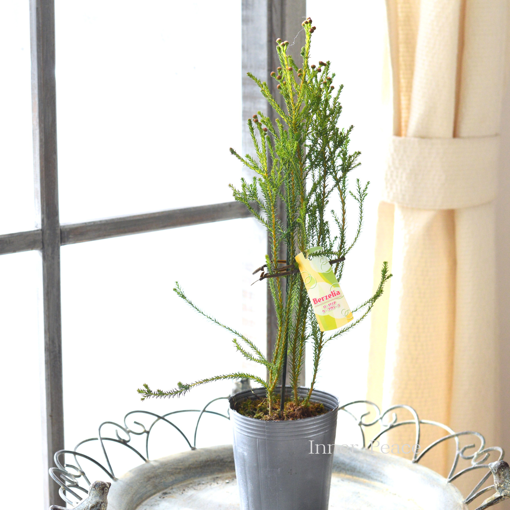 【個性的】 バーゼリア(ベルゼリア) 『ケープグリーン』 3寸POT