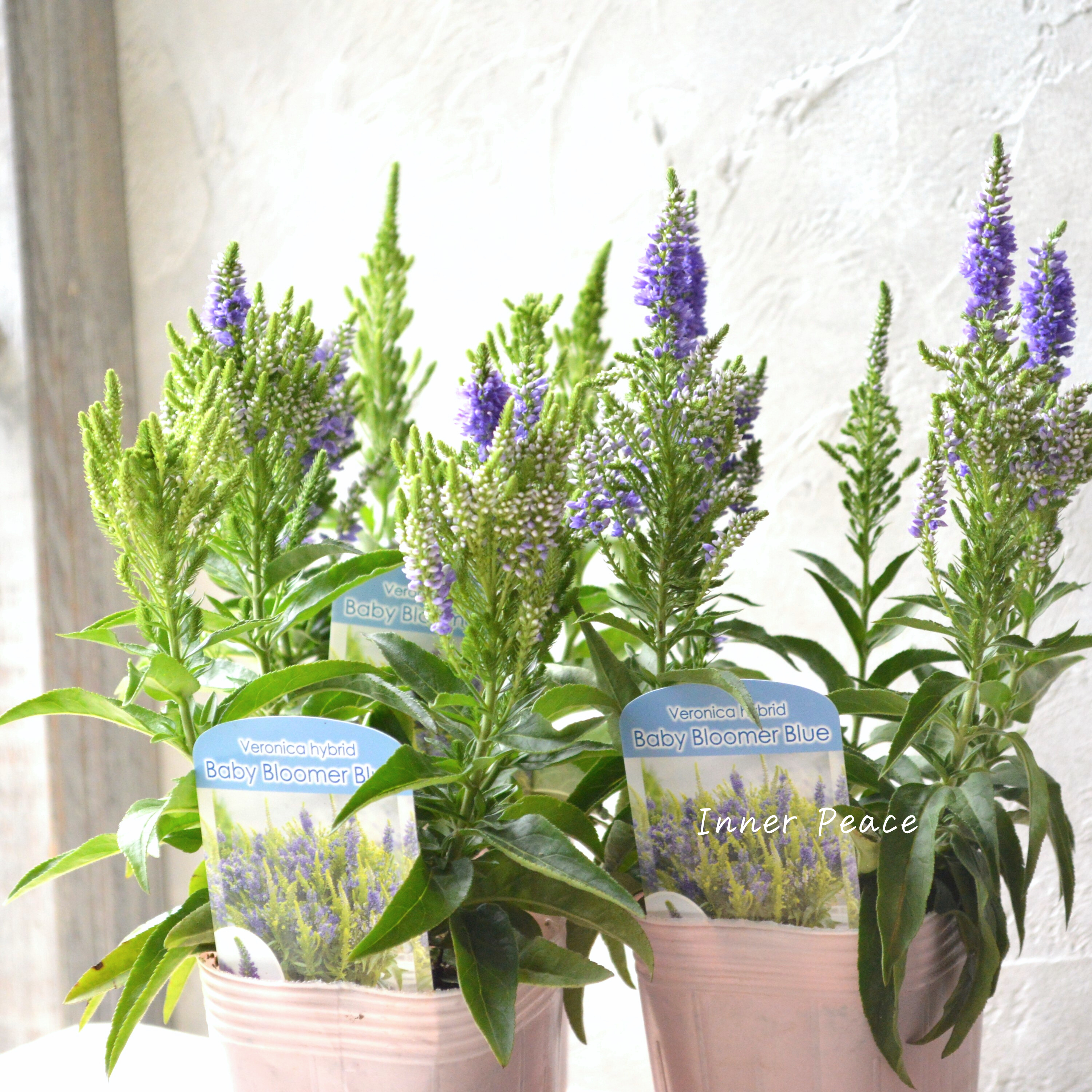 Sale! 【宿根】 ベロニカ 『ベビー ブルーマー ブルー』 3寸POT