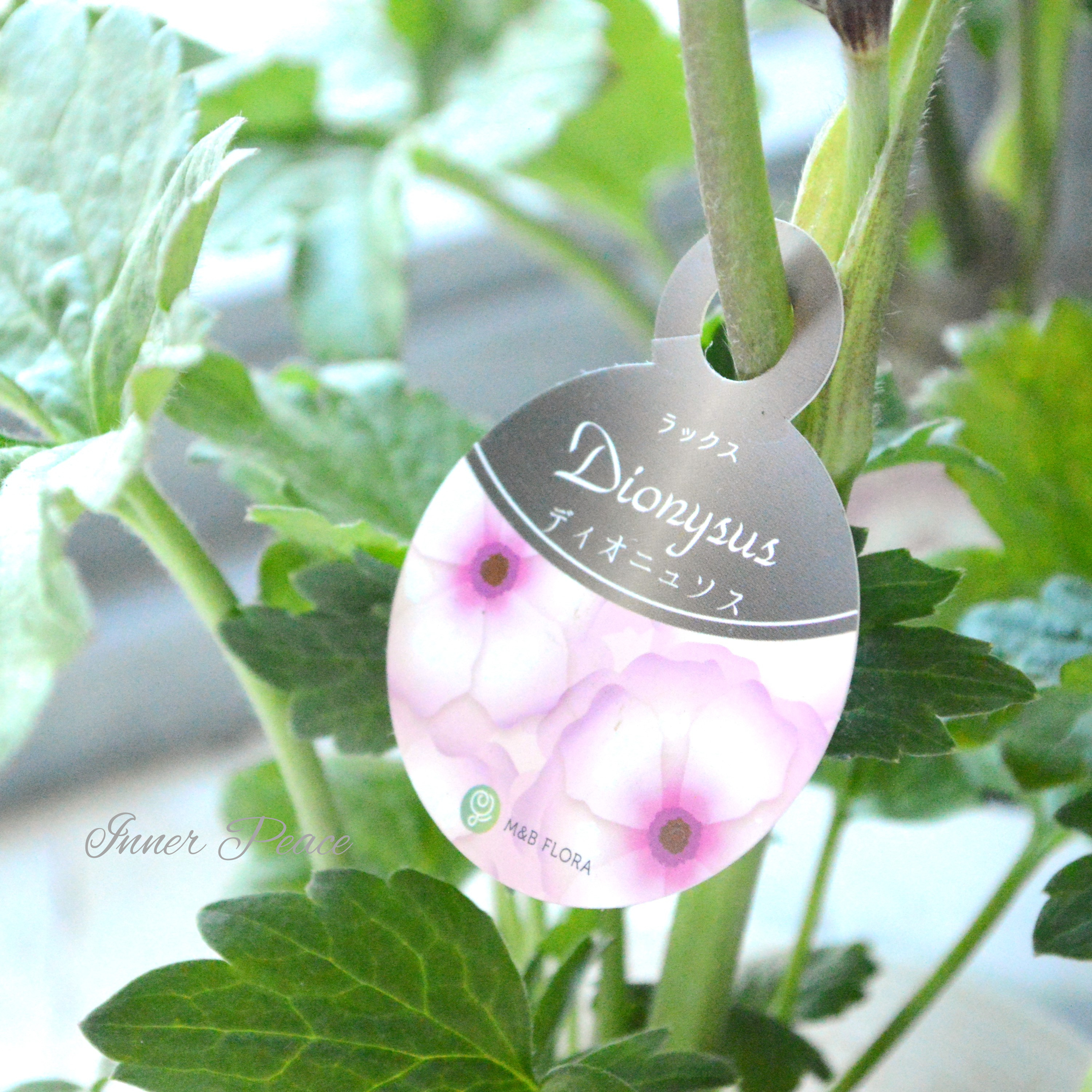 【美しい】 ラナンキュラス・ラックス 『ディオニュソス』 4寸POT