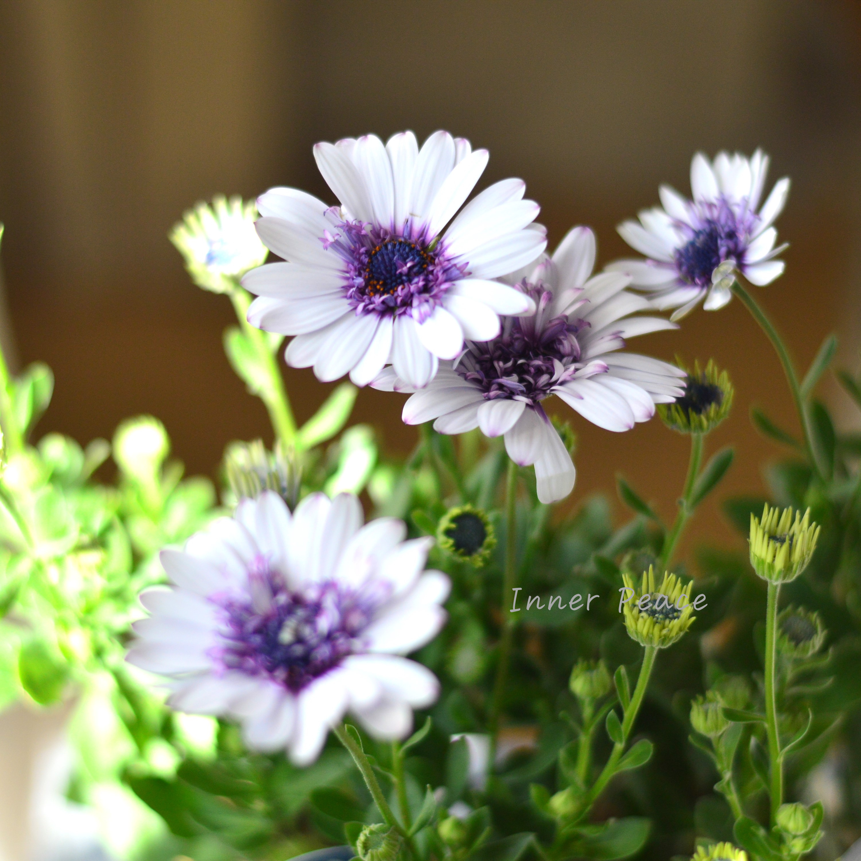 【大人かわいい】 オステオスペルマム 『フォーチュンブルー』 3.5寸POT