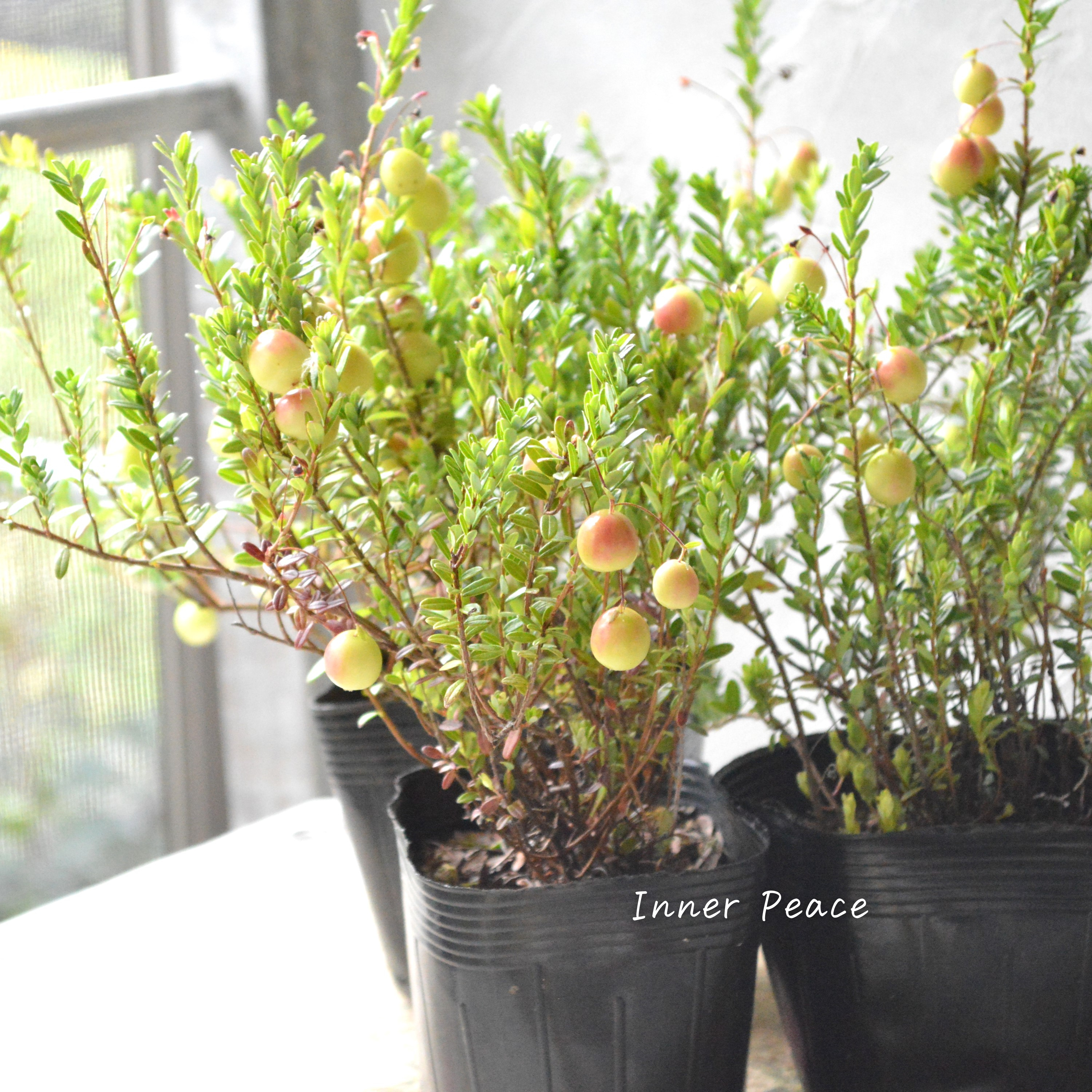 【かわいい】 クランベリー 『和名:つるこけもも』 3.5寸POT