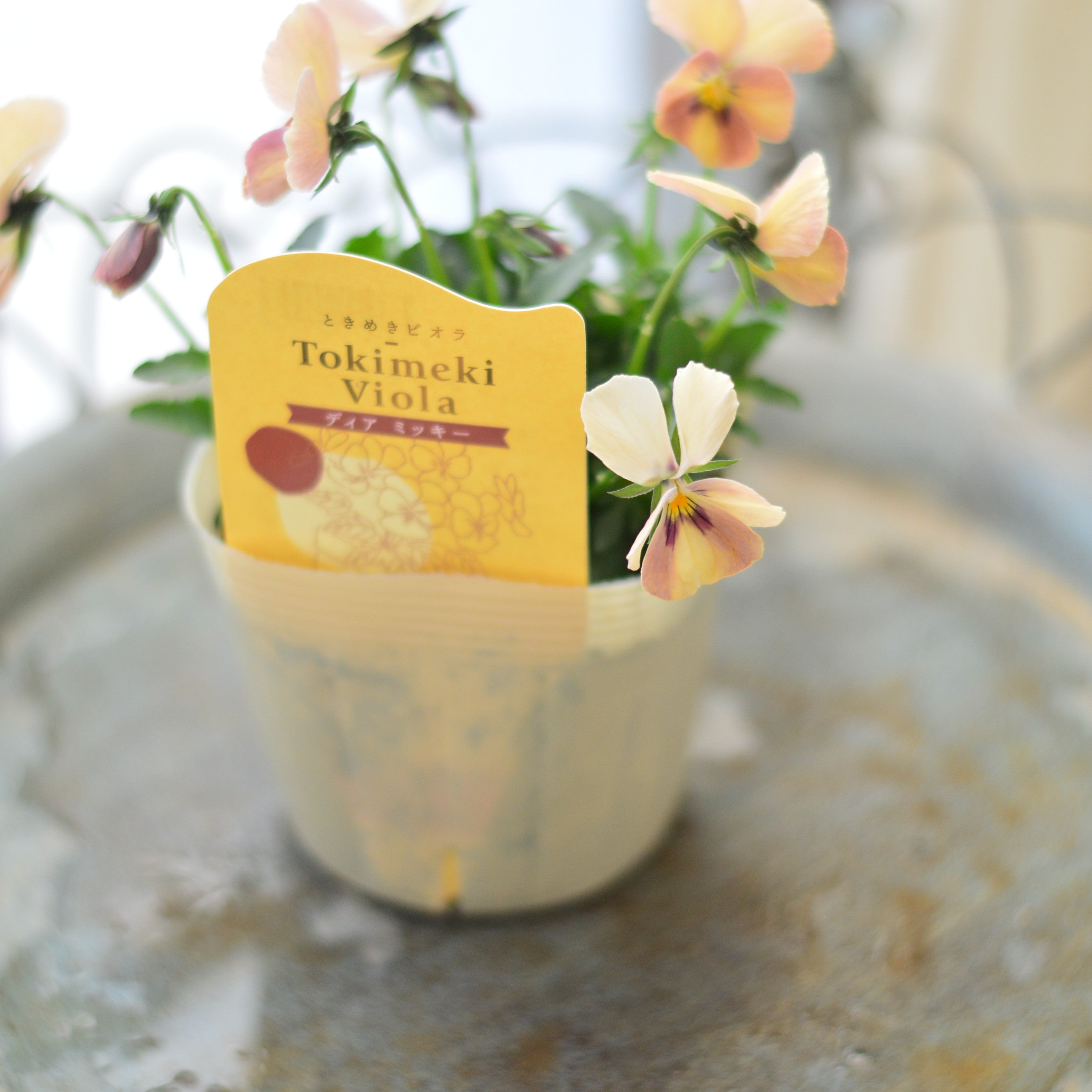 【奥田園芸さん】 ときめきビオラ 『ディアミッキー』 3.5寸POT