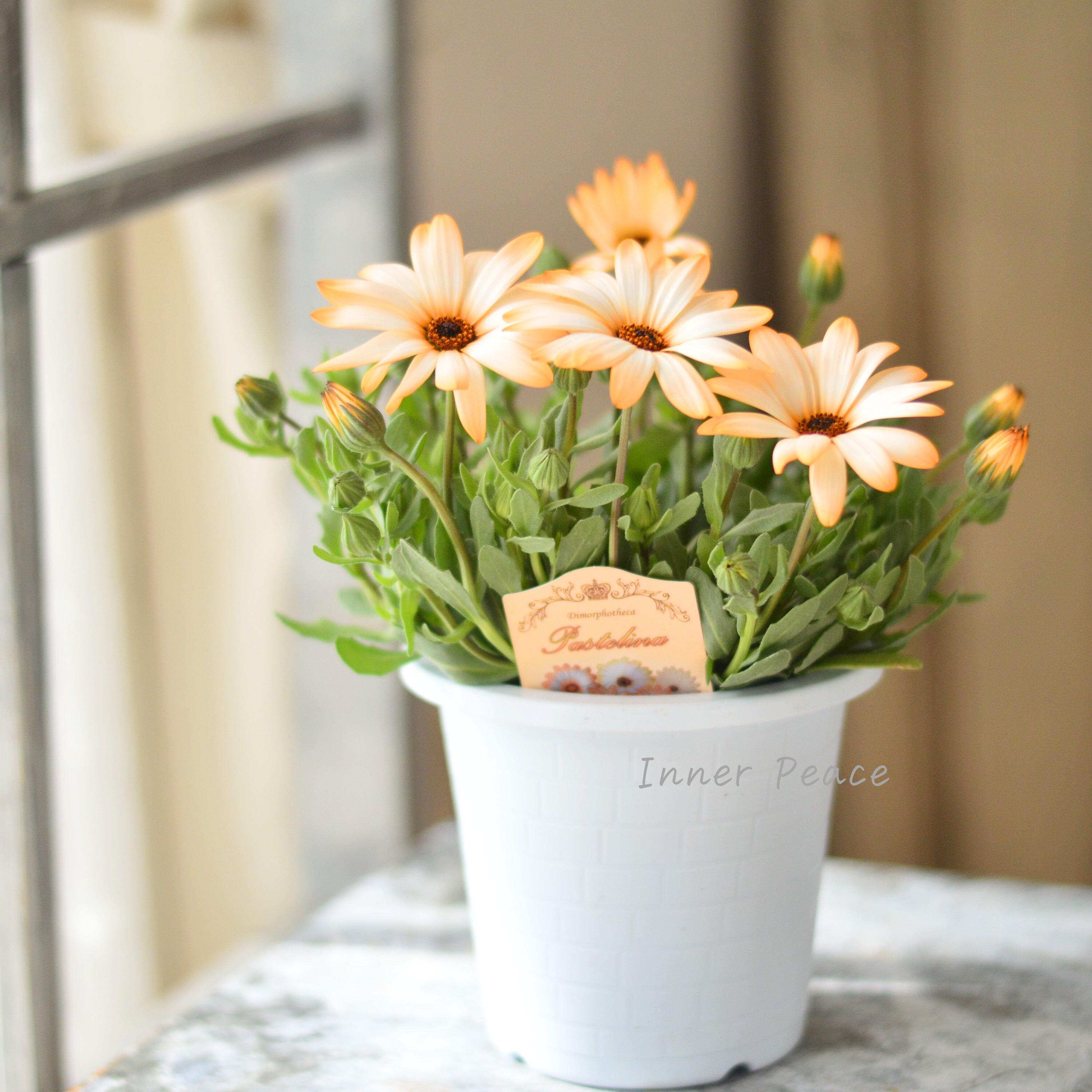 【春色】 ディモルフォセカ 『パステリーナ・オレンジ系』 4寸プラ鉢