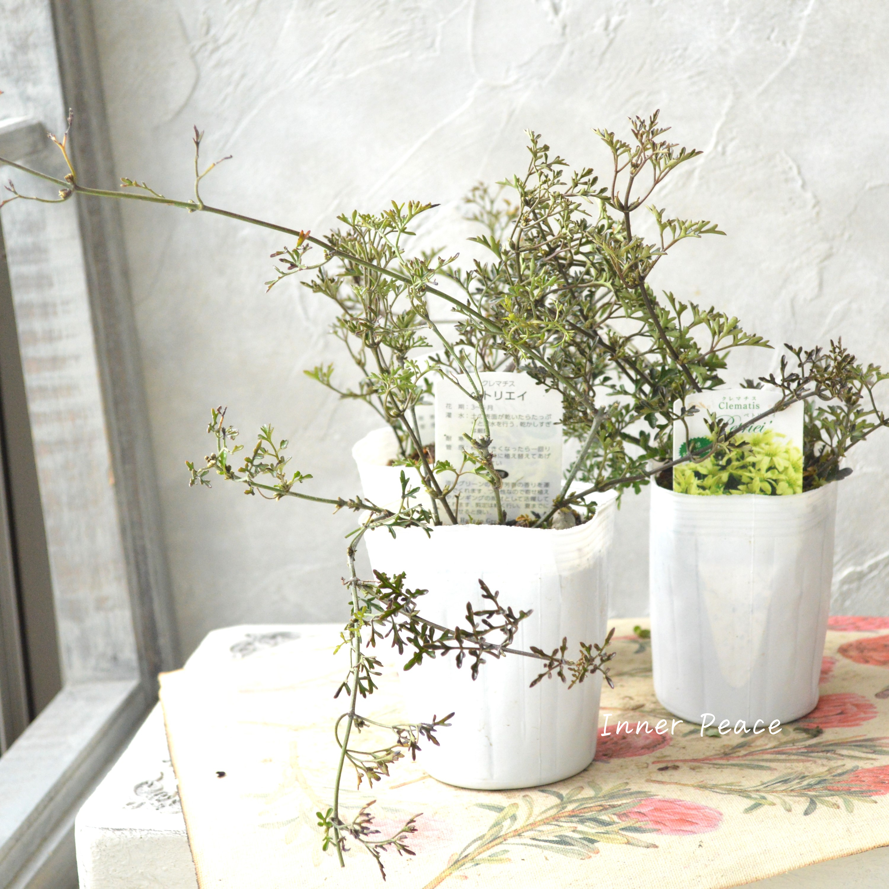 【常緑】 クレマチス 『ペトリエイ』 3.5寸ロングPOT