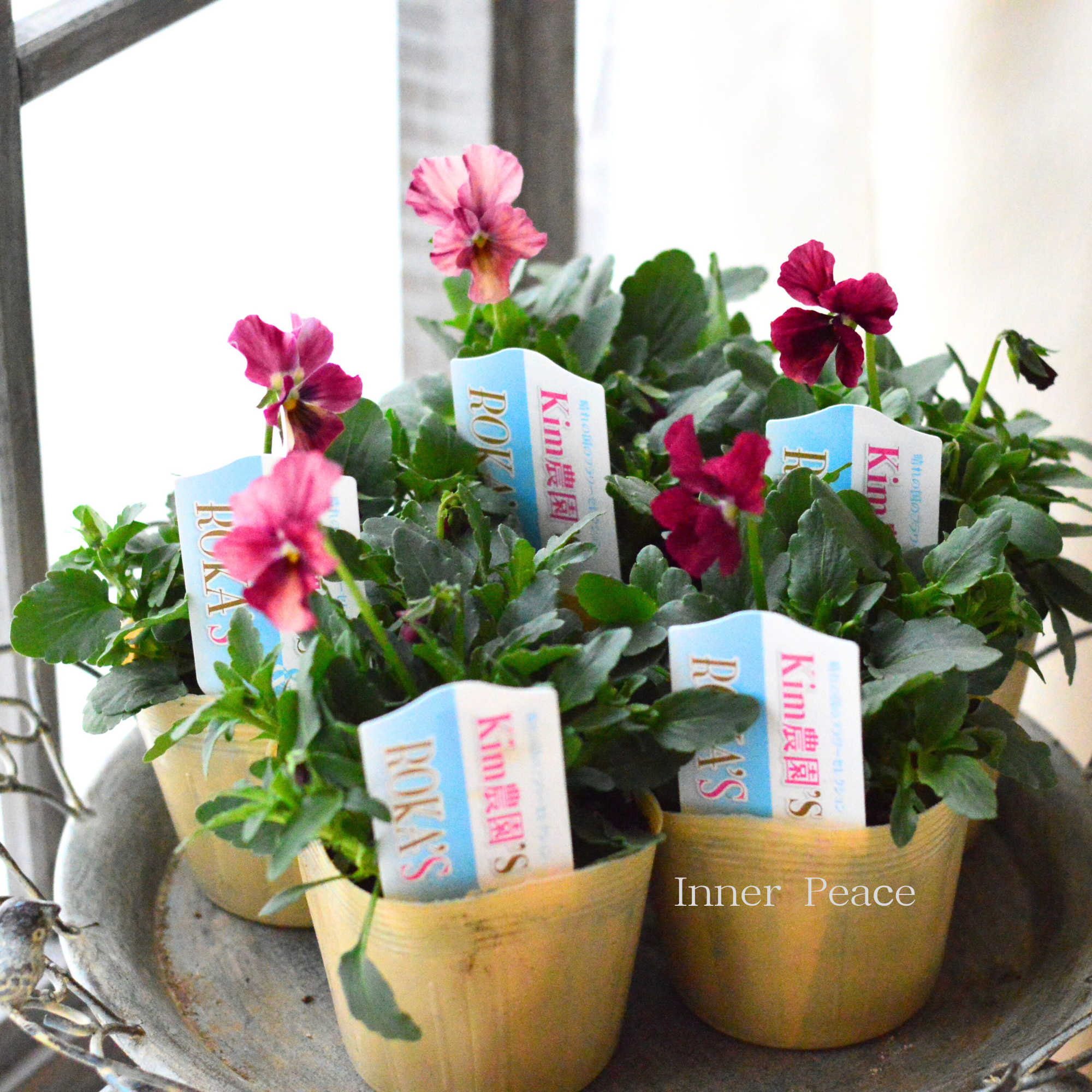 【Kim農園さん】 ビオラ 『レッド系』 3.5寸POT