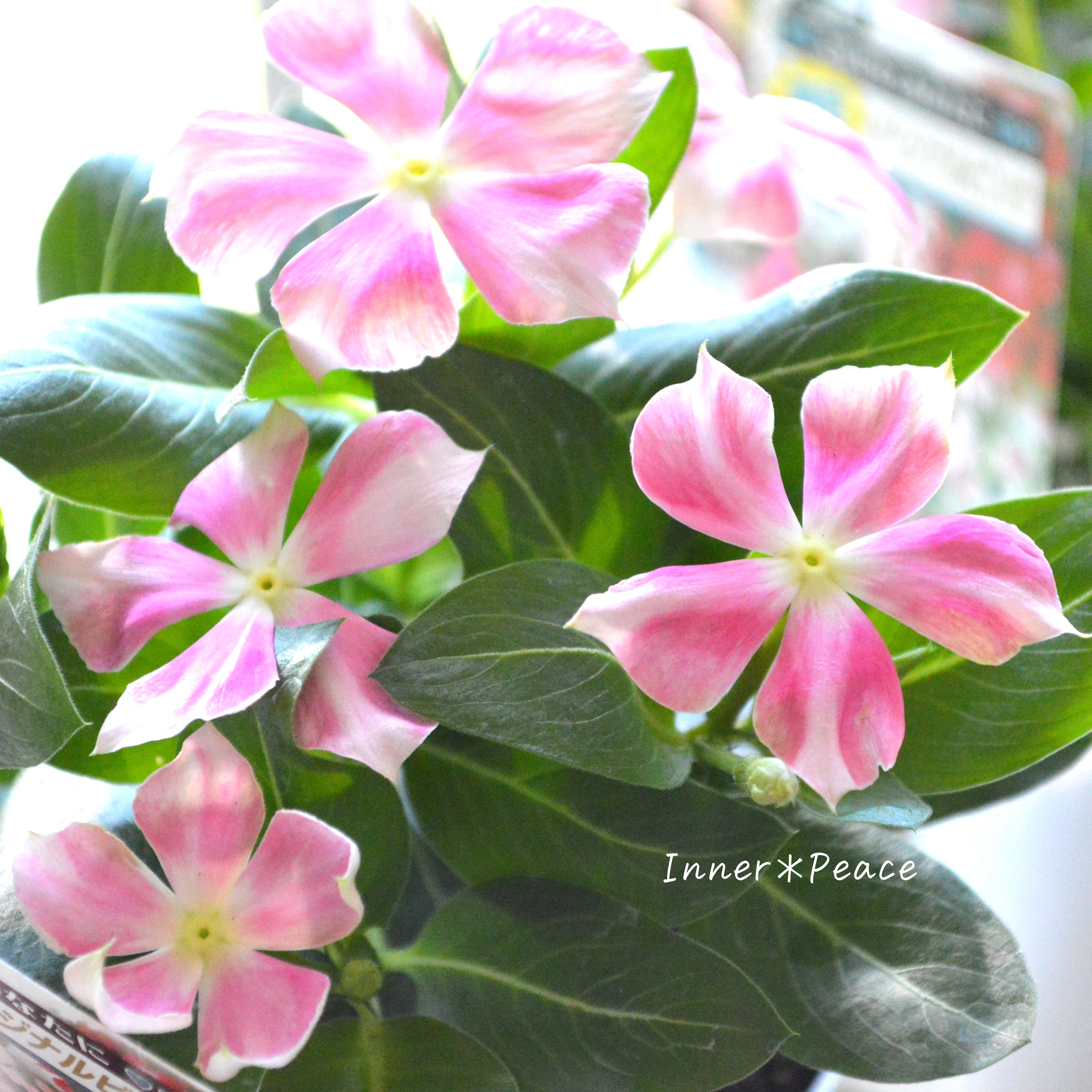 【北島園芸さん】 ニチニチソウ 『ピンクストライプ』 3.5寸POT