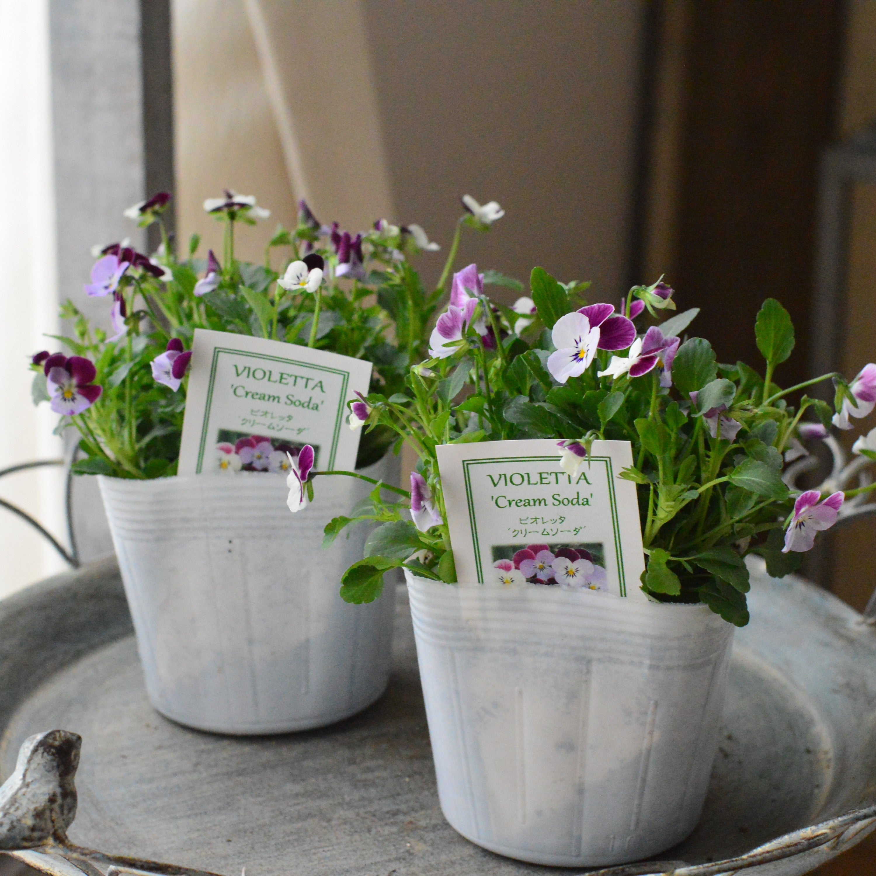 【かわいい】 小輪ビオラ ビオレッタ 『クリームソーダ』 3.5寸POT