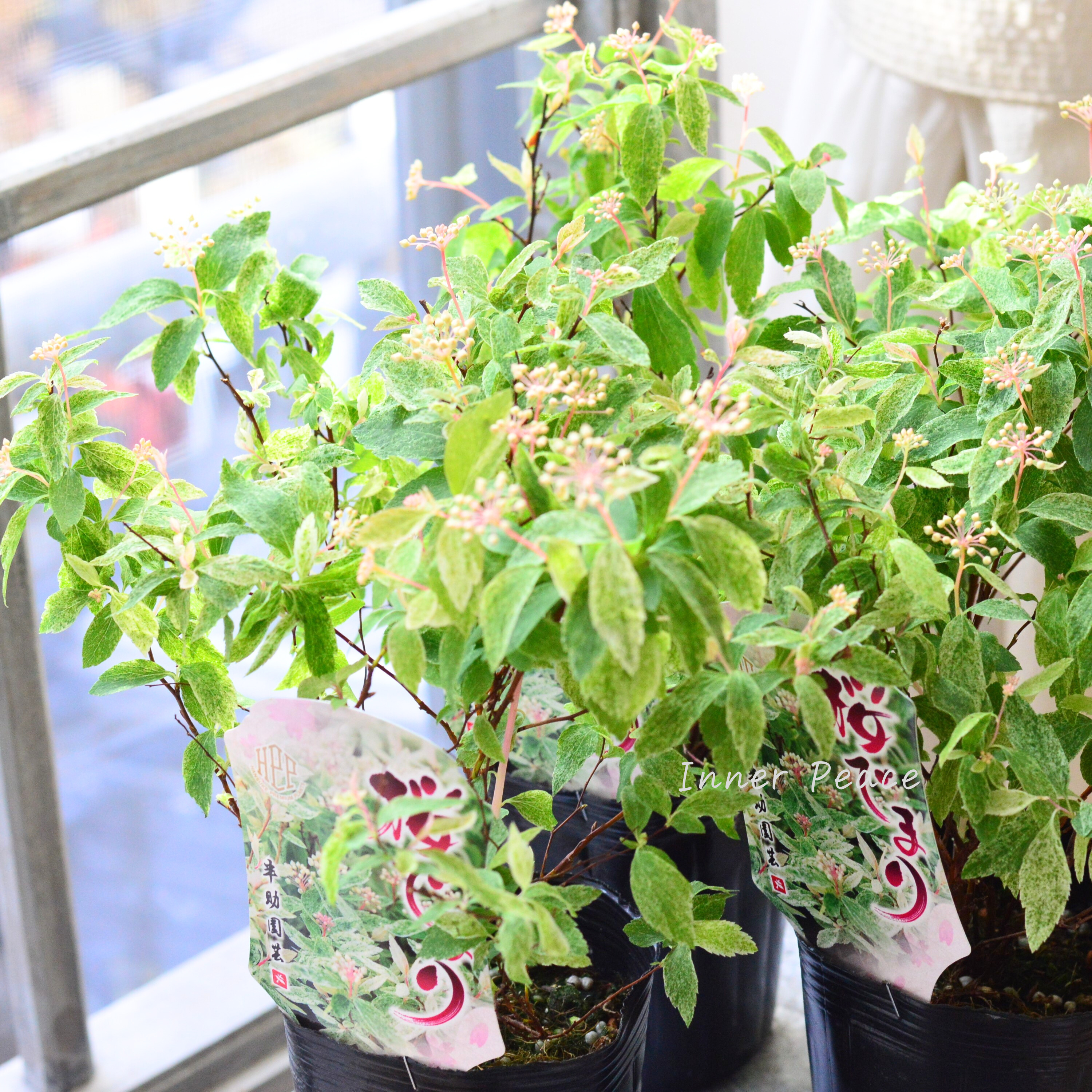 【斑入り】コデマリ 『桜でまり・ピンクアイス』 3寸ロングPOT