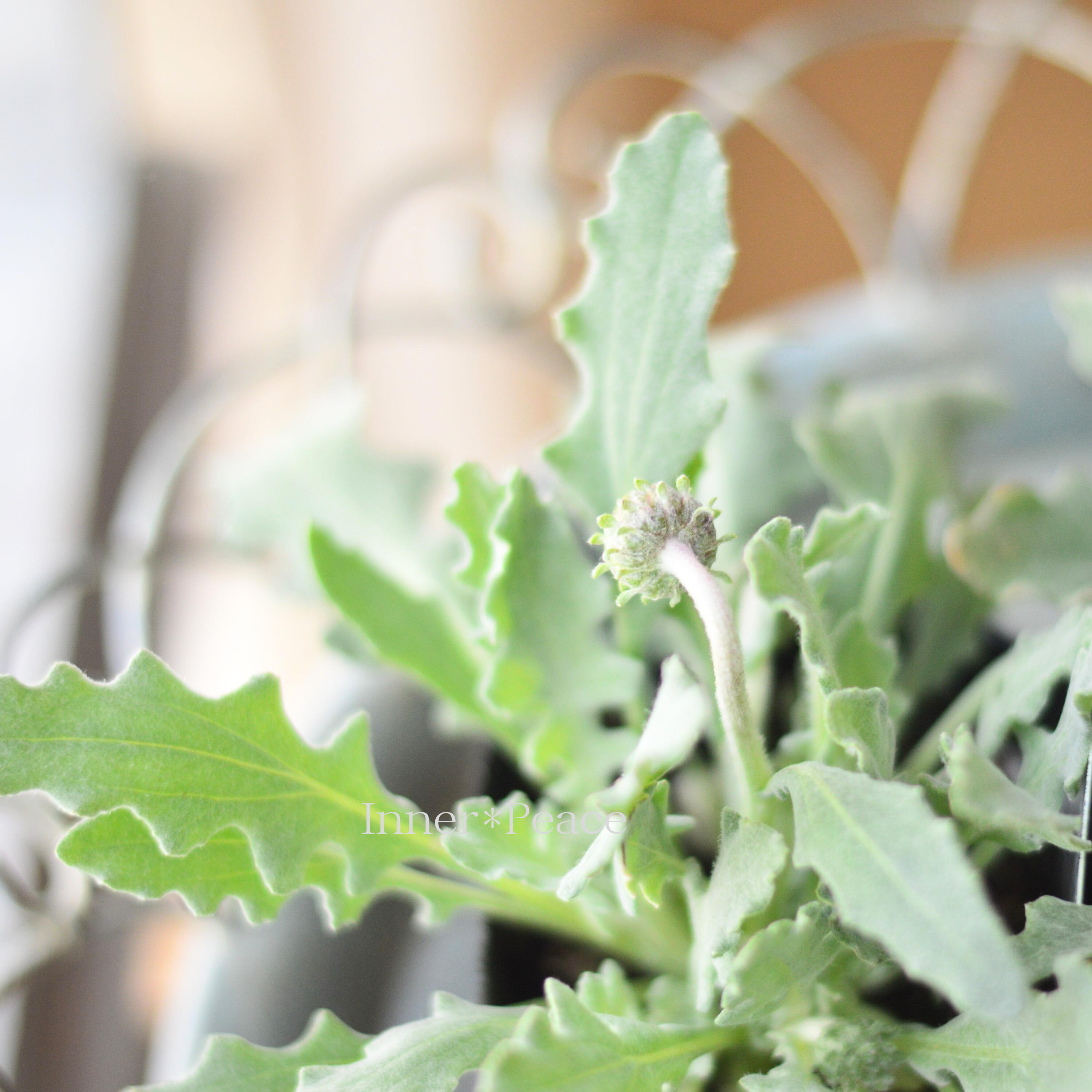 【かわいい】 アークトチス 『ラルム』 3寸POT