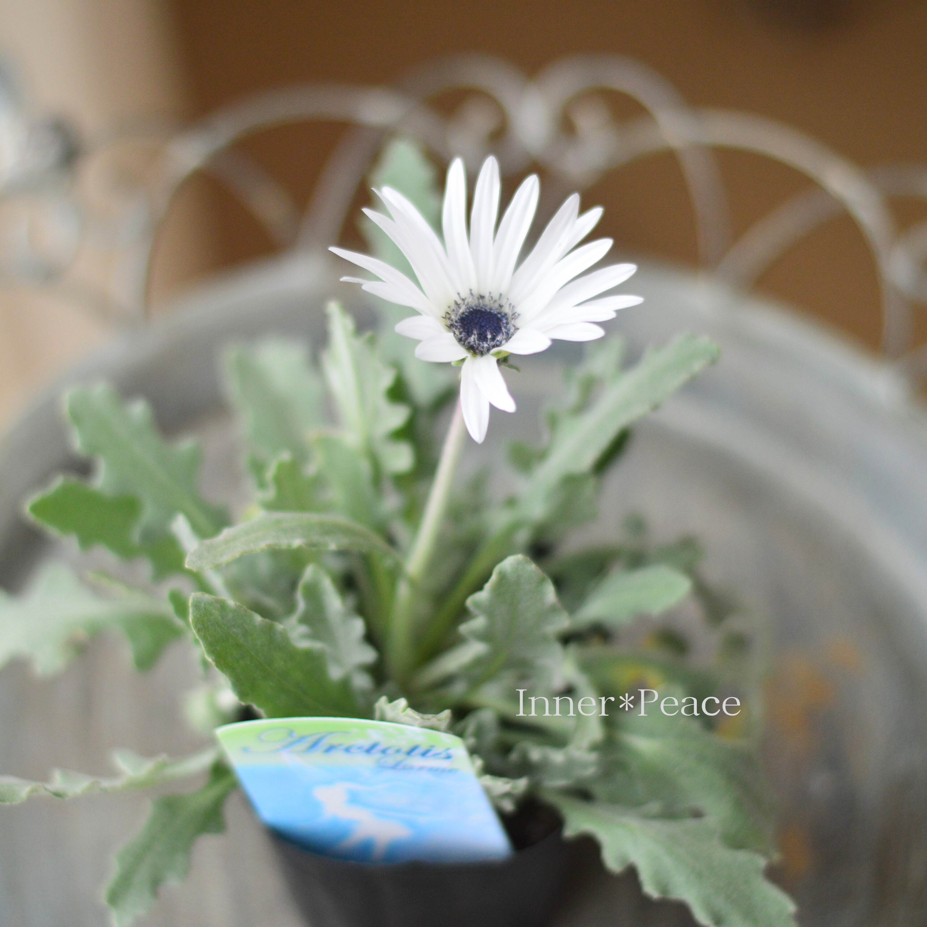 【かわいい】 アークトチス 『ラルム』 3寸POT