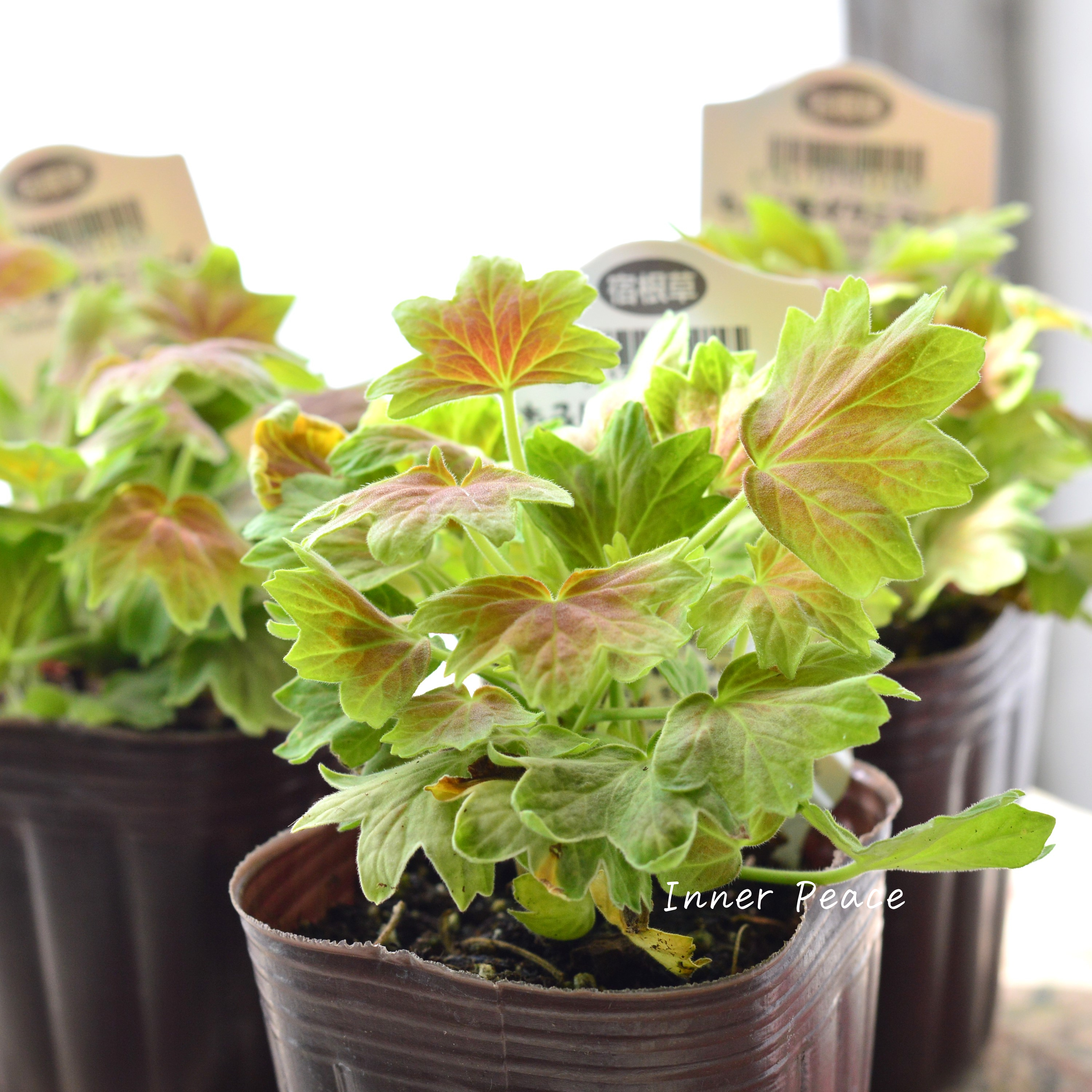 【秋色】 モミジ葉ゼラニウム 3寸POT