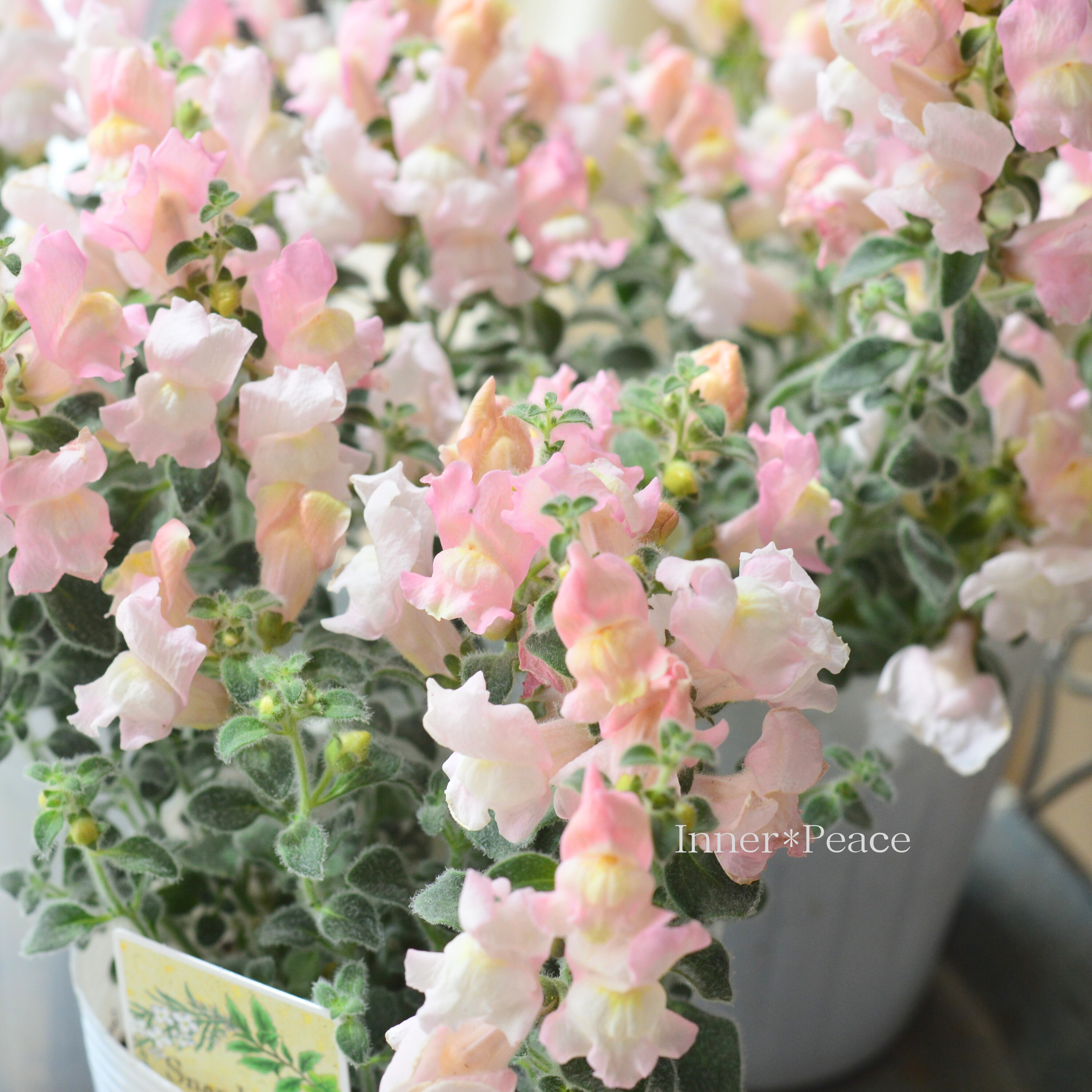 【シルバーリーフ】 キンギョソウ 『スイートピンク』 3寸POT