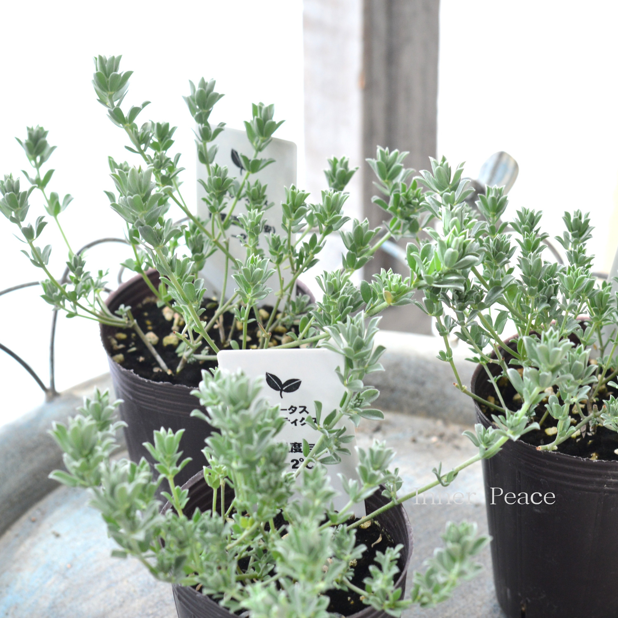 【寄せ植えに】 ロータス 『クレティクス』 2.5~3寸POT