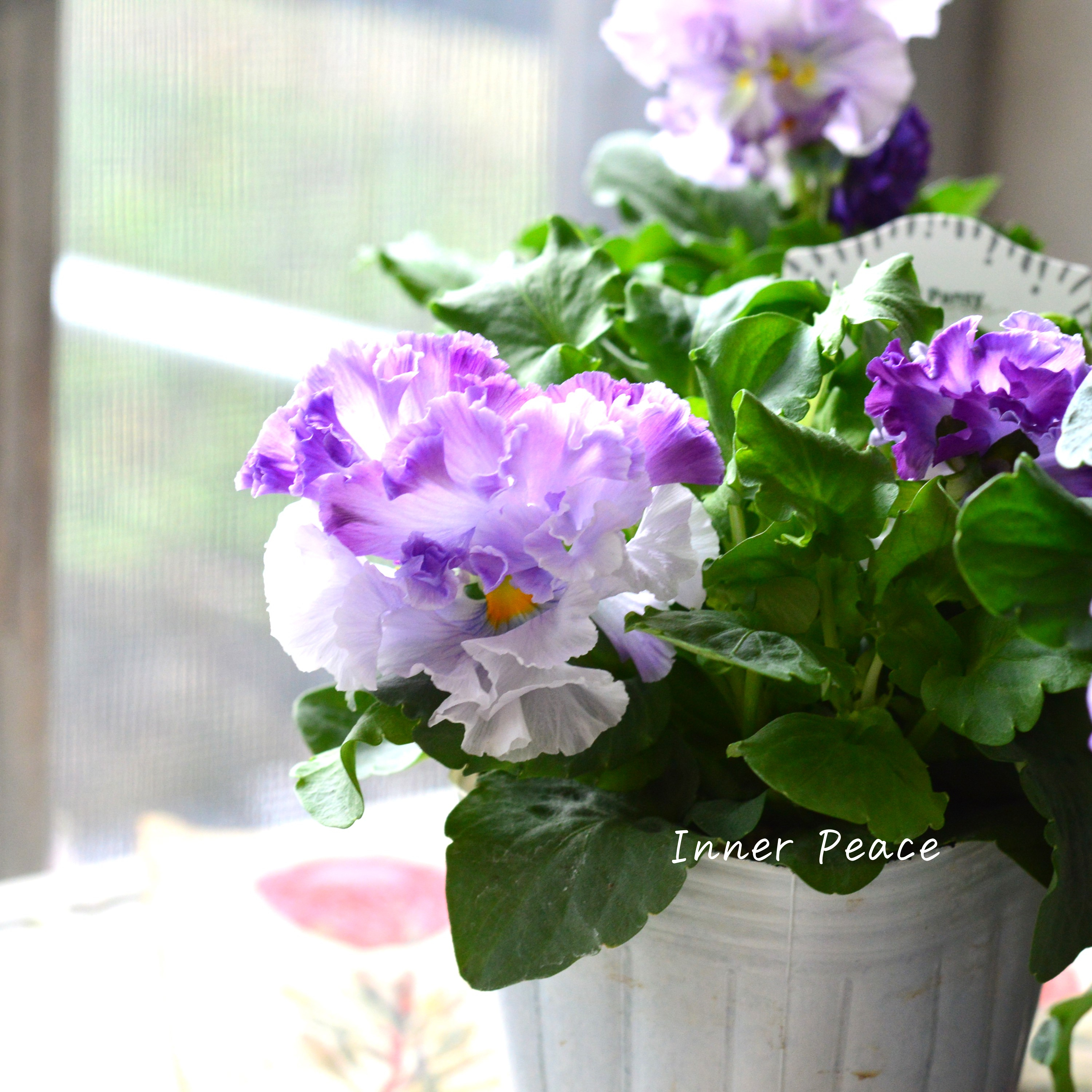 【湘南Berryさん】 フリルパンジー 『シュガーボンボン・パープル系』 3寸POT