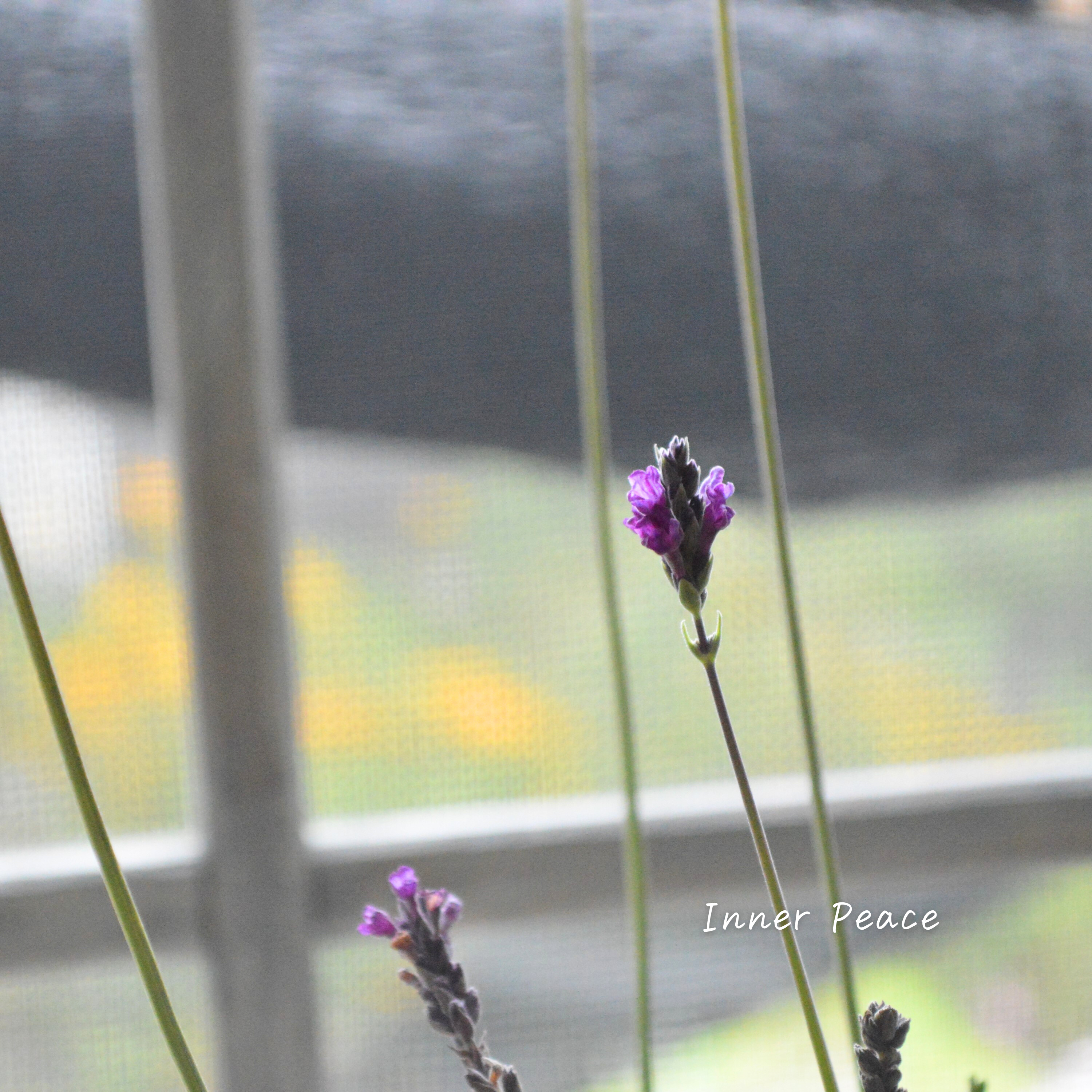 【希少】 レースラベンダー 『バイオレットフィズ』 3寸POT