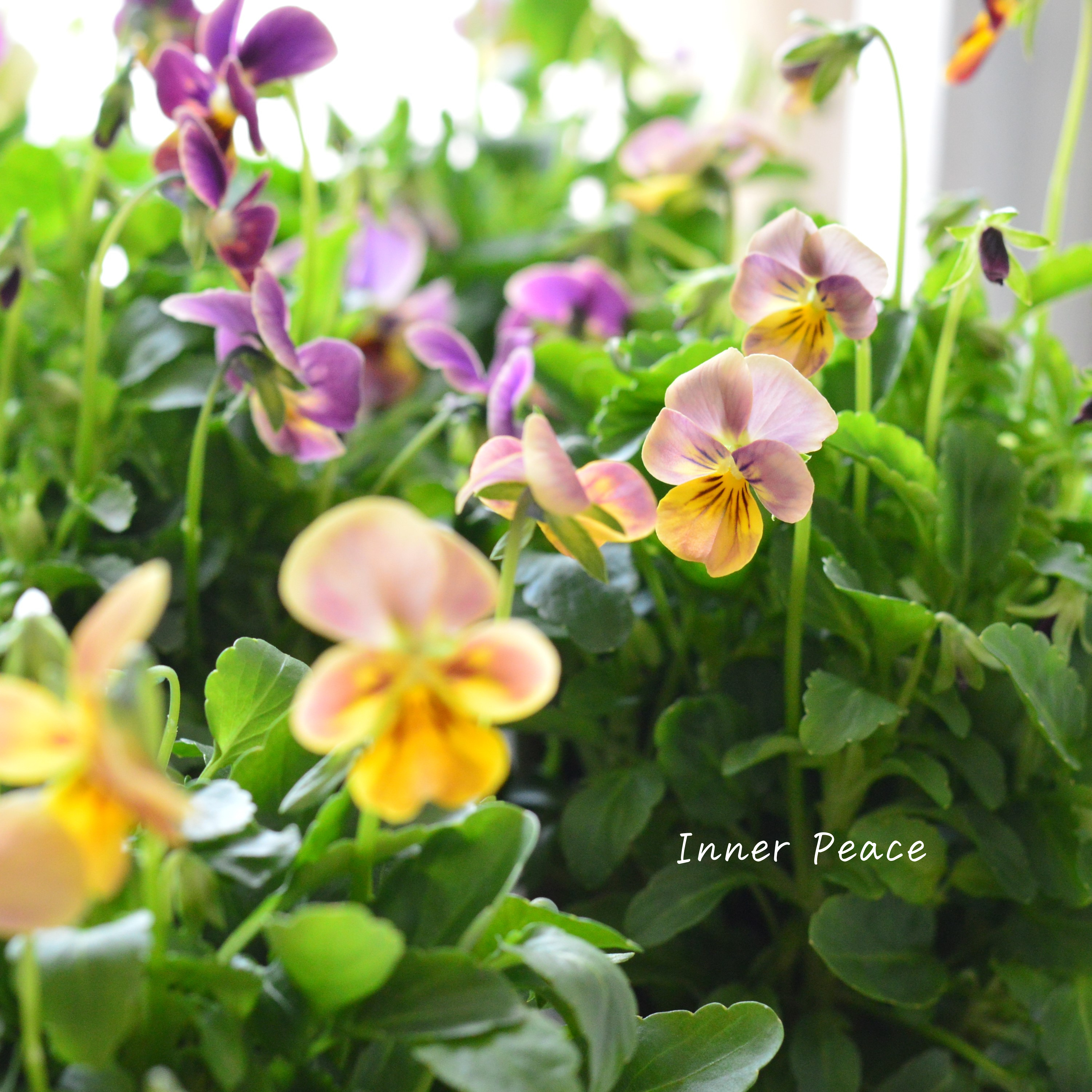 【ゲブラさん】 ビオラ 『ミックス』 2.5寸POT