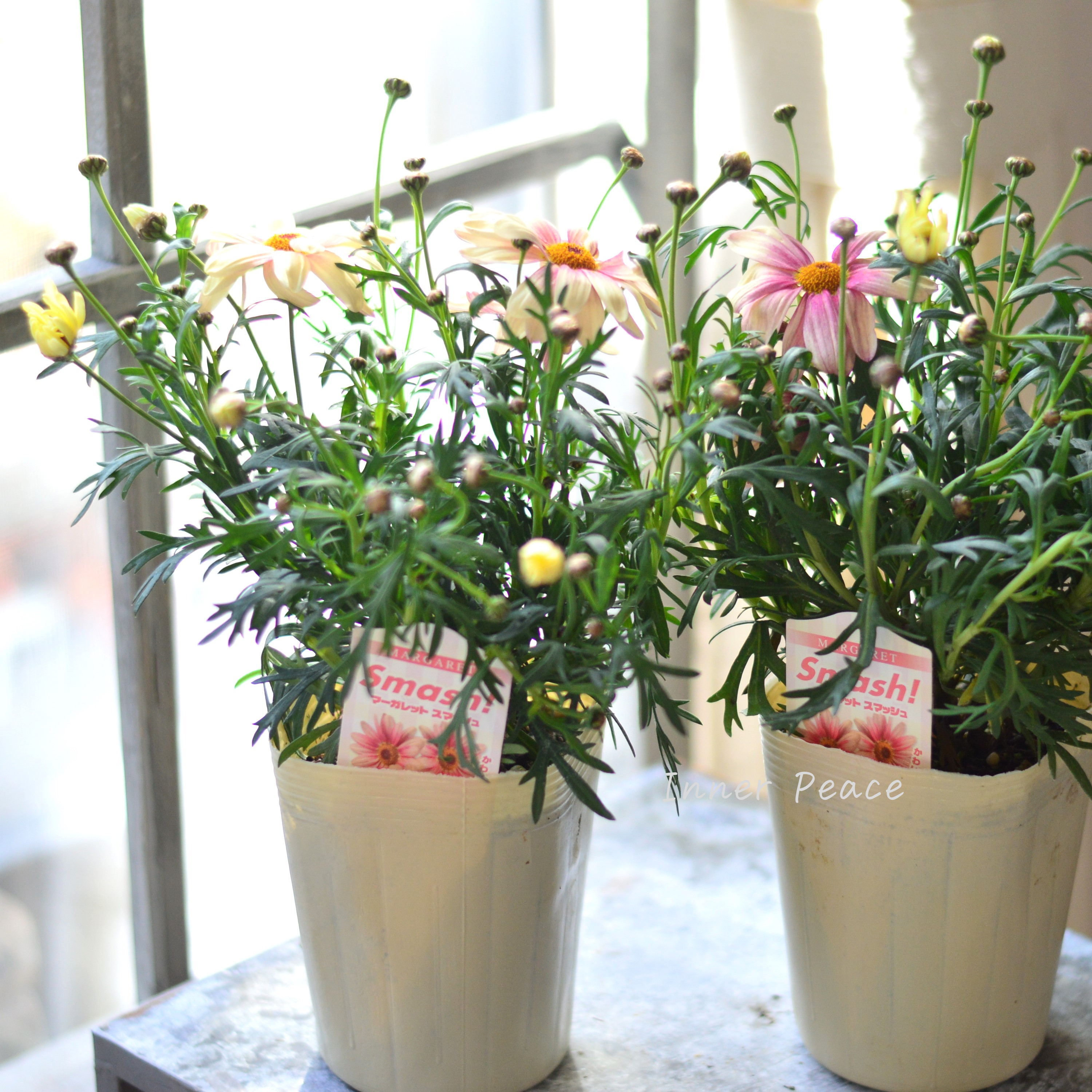 【かわいい】 マーガレット 『スマッシュ・ピーチアイ』 3.5寸POT