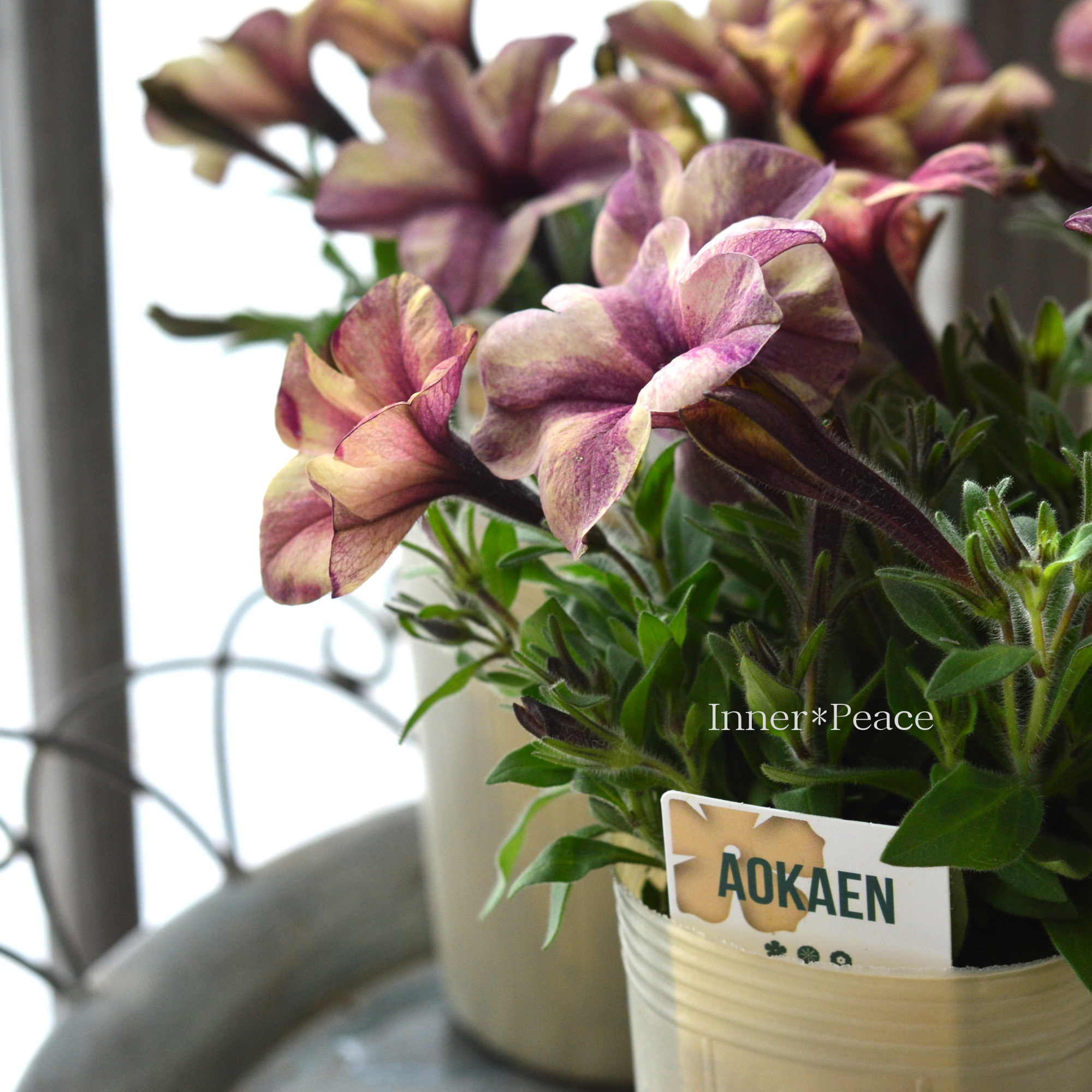 【AOKAENさん】 ペチュニア 『マチュア・ホワイトイチジク』 3寸ロングPOT