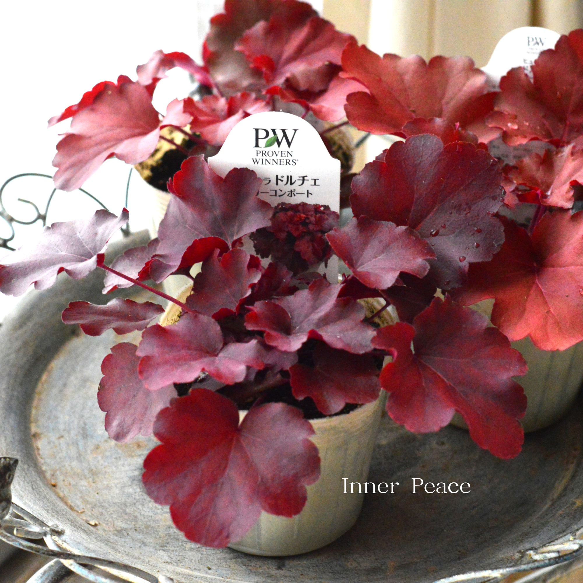 【PW】 ヒューケラ ドルチェ 『チェリーコンポート』 3.5寸POT