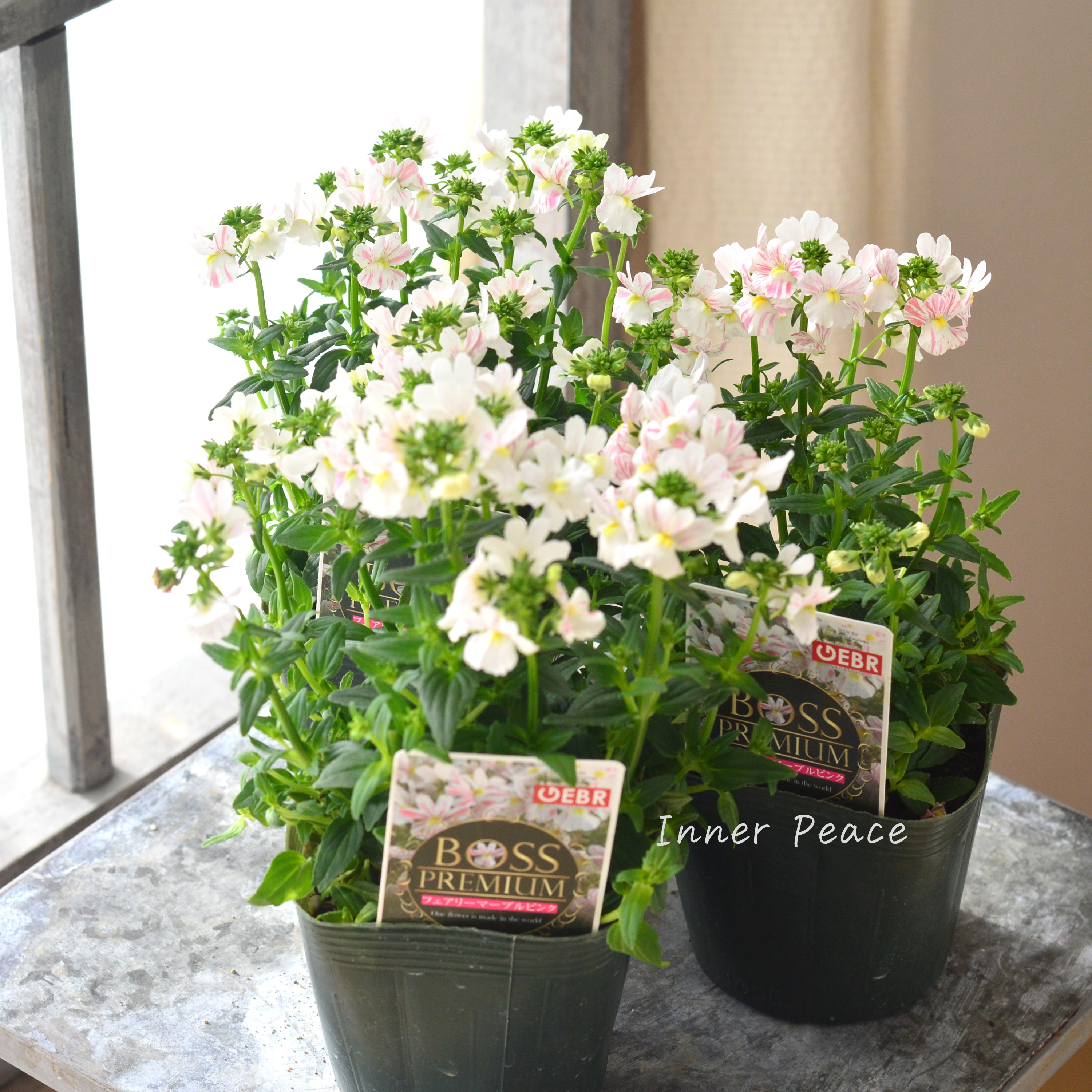 【ゲブラさん】 ネメシア 『フェアリーマーブルピンク』 3.5寸POT