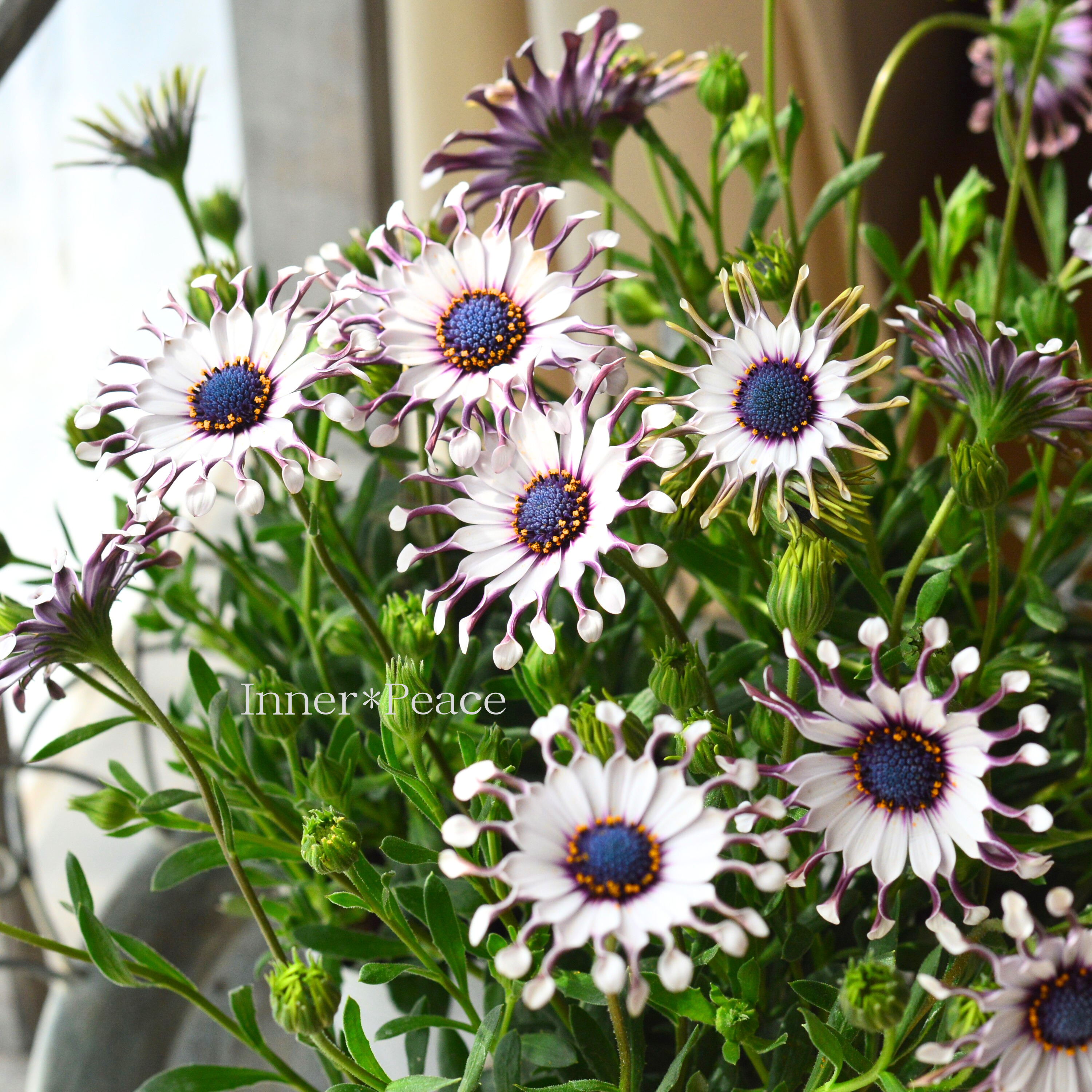 【個性的】 オステオスペルマム 『サニー・フィリップ』 3.5寸POT