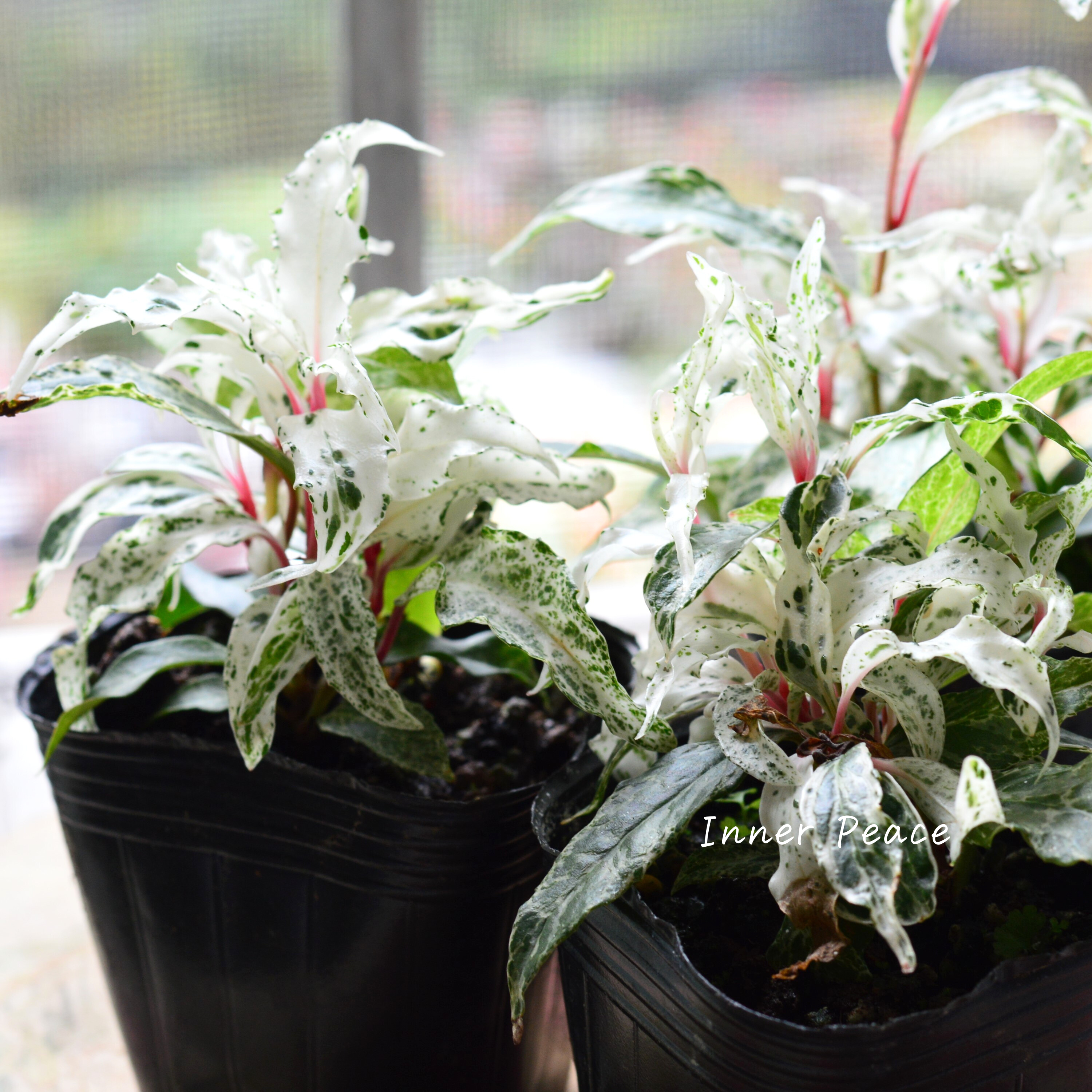 【美しい】 美男カズラ 『紅吹雪』 3寸POT