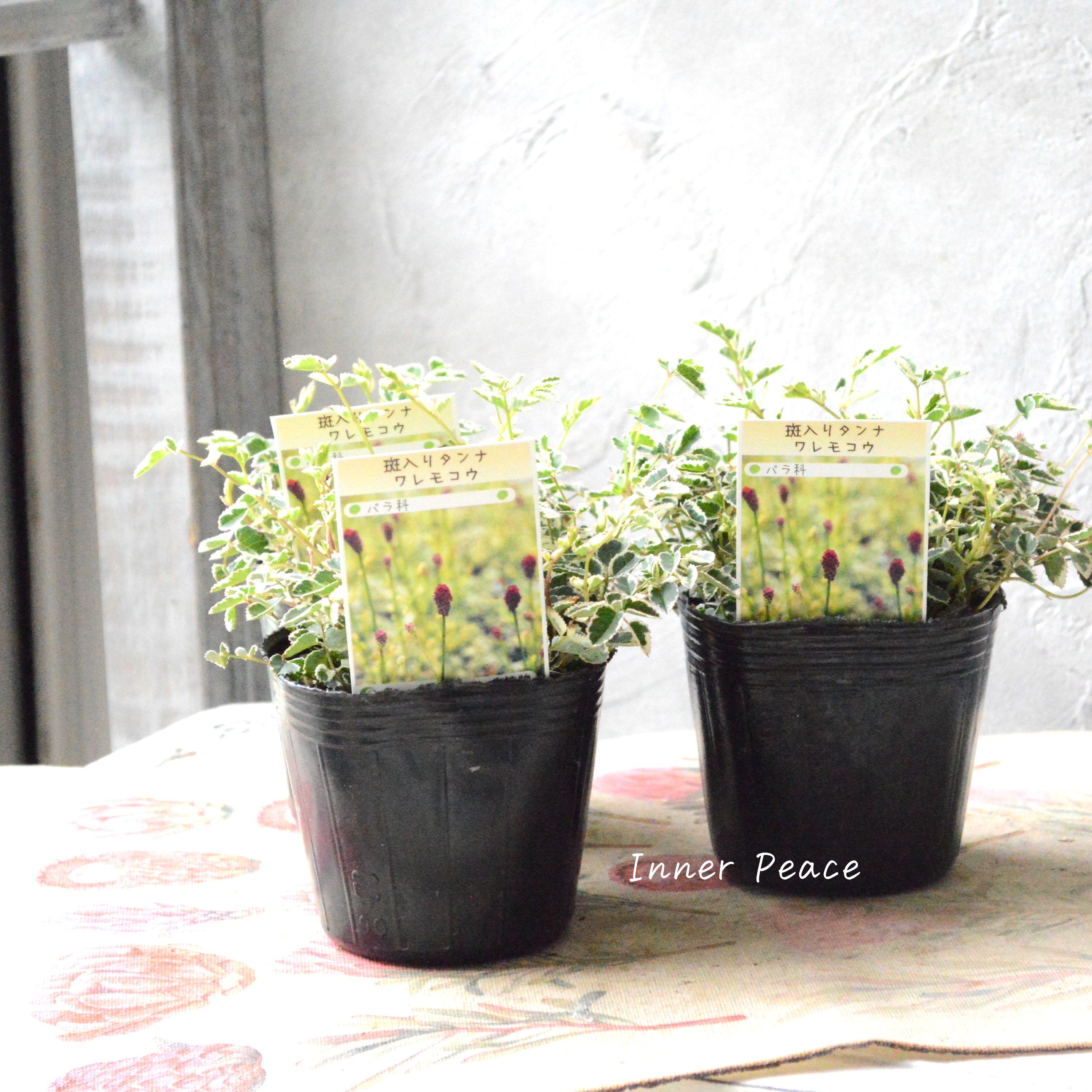 【渋カワ】 斑入りタンナワレモコウ 3寸POT