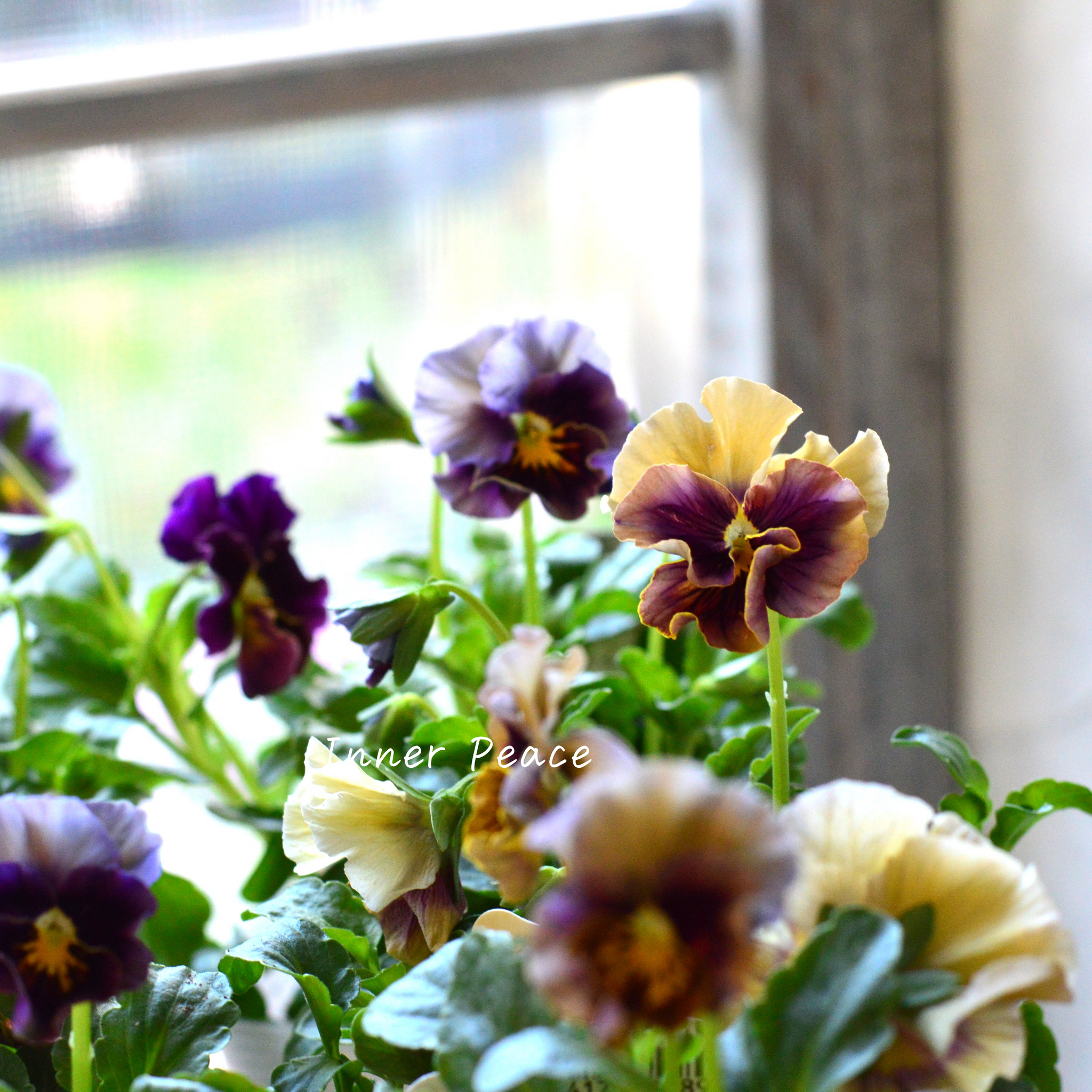 4枚　ペテンシー 連結パック苗 パンジー 4種セット｜種（タネ）,球根,苗,資材