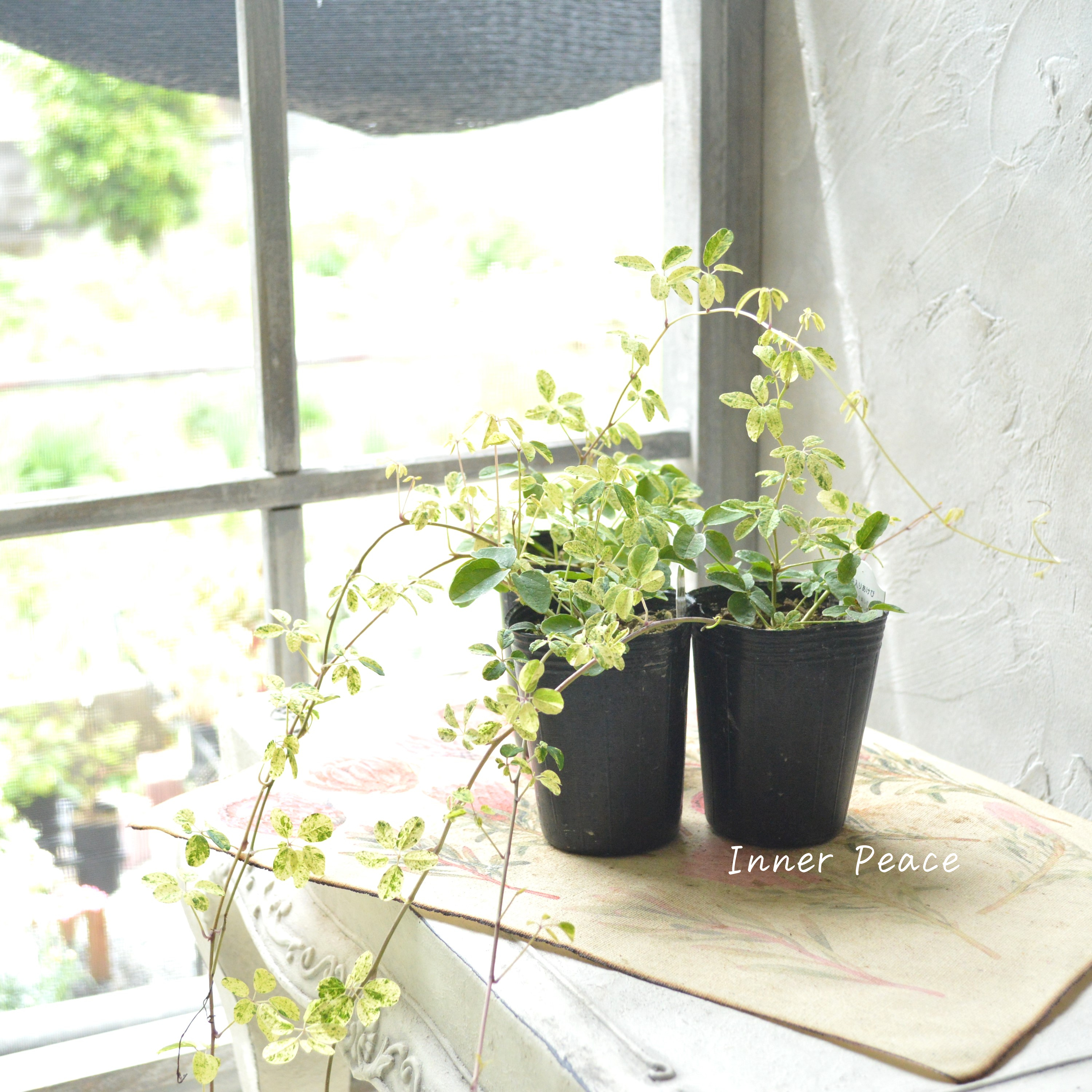 【斑入り】 五葉アケビ 2.5寸POT