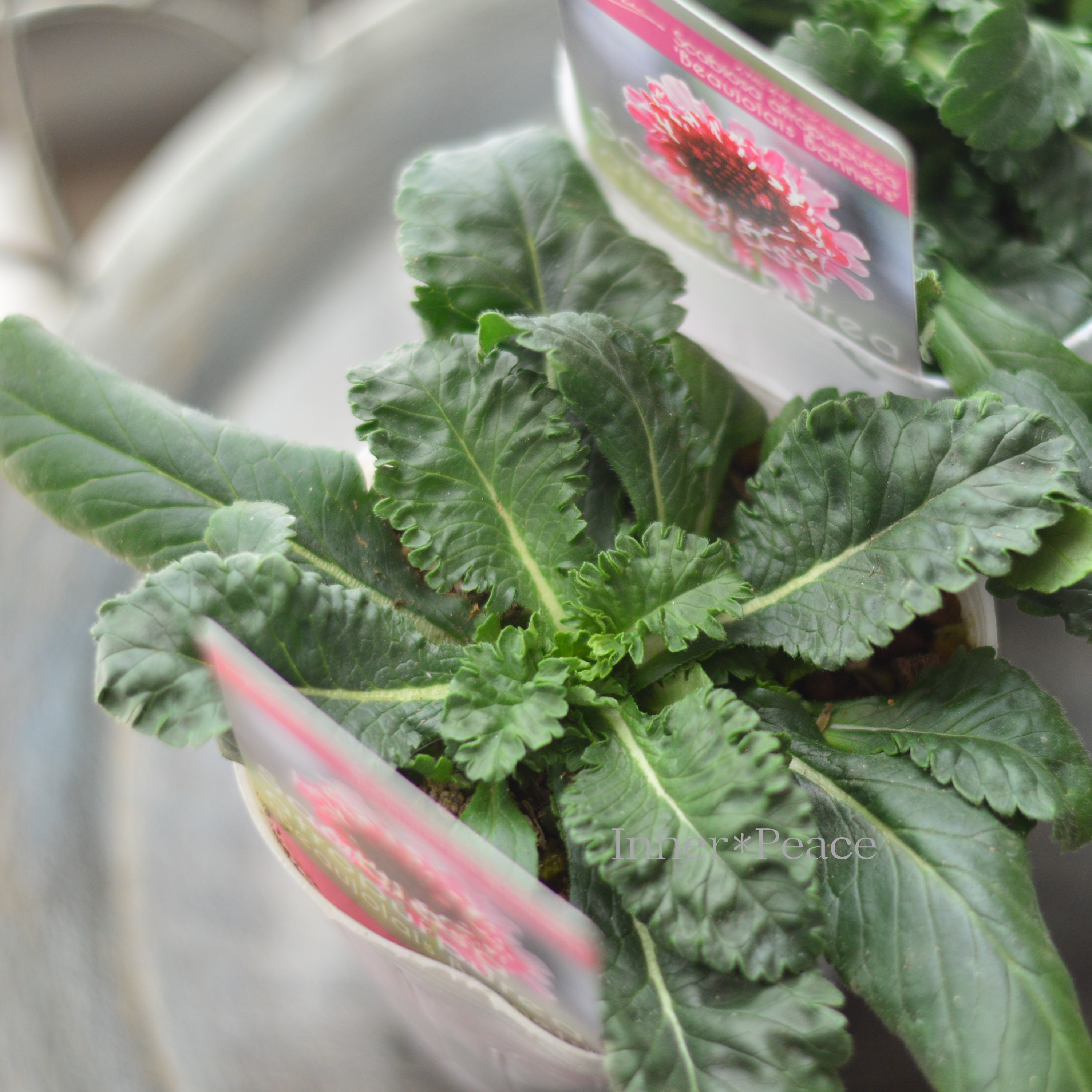 【暑さ寒さに強い】 スカビオサ 『ボジョレーボンネット』 植え込み用 3寸POT