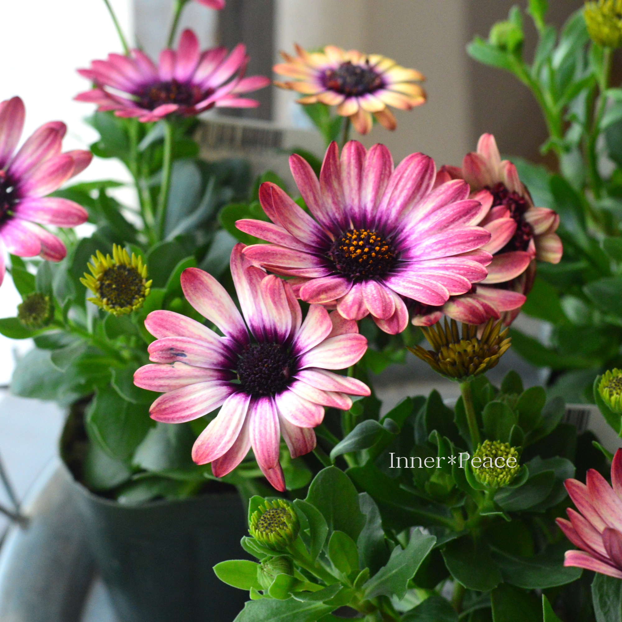 【ゲブラさん】 オステオスペルマム 『茜ロマン』 3.5寸POT