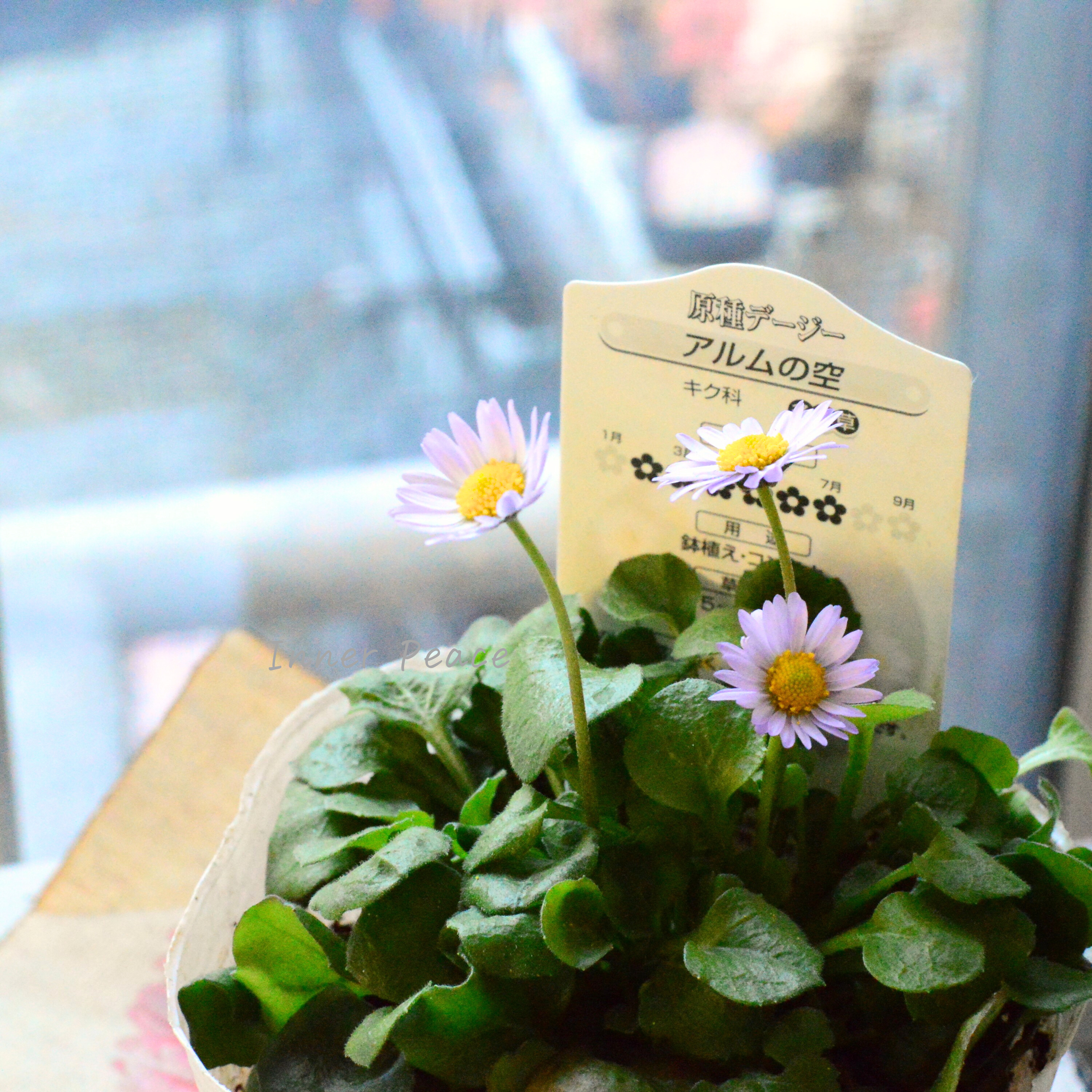 【かわいい】 イングリッシュデージー 『アルムの空』 3寸~3.5寸POT